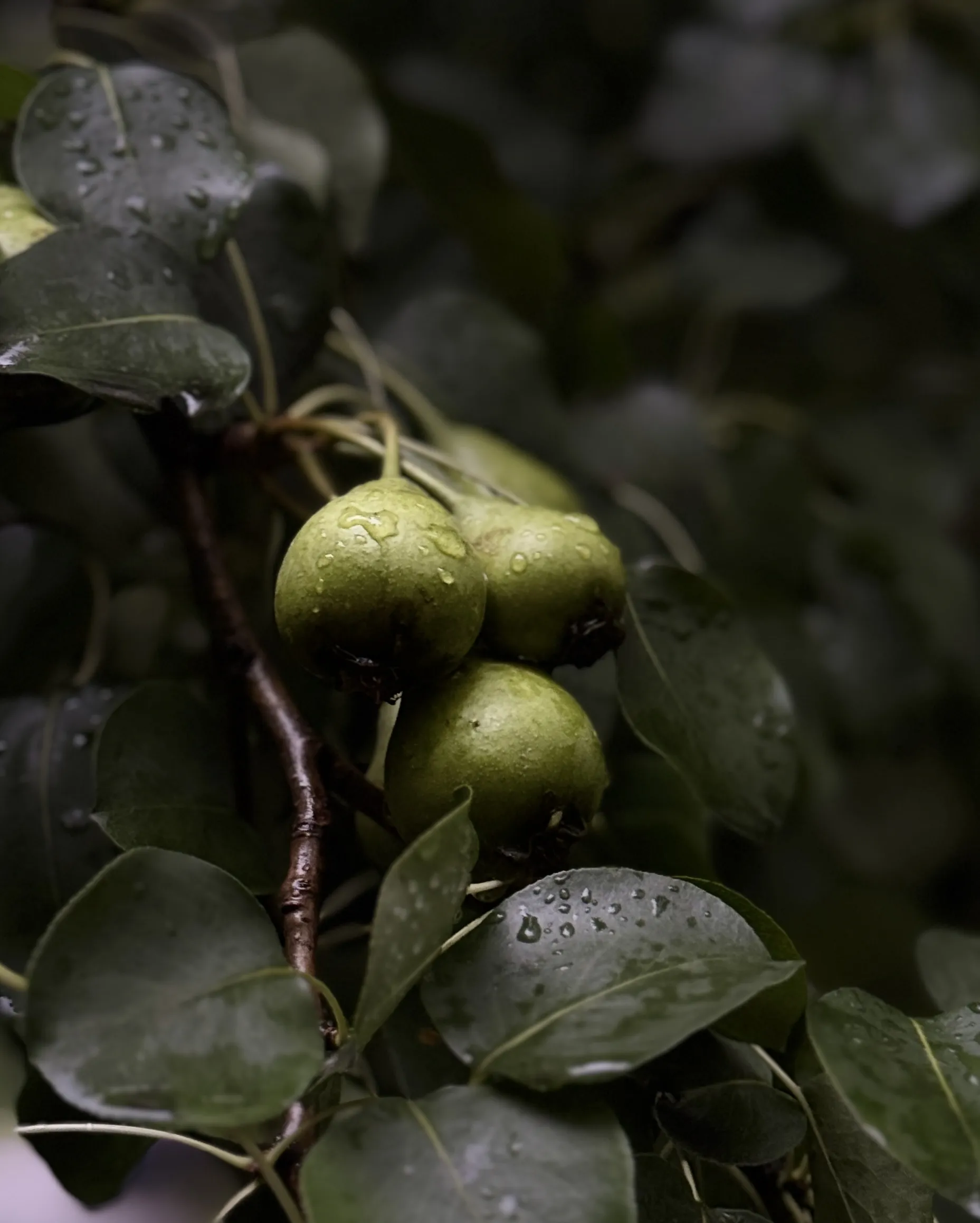 Момент после дождя