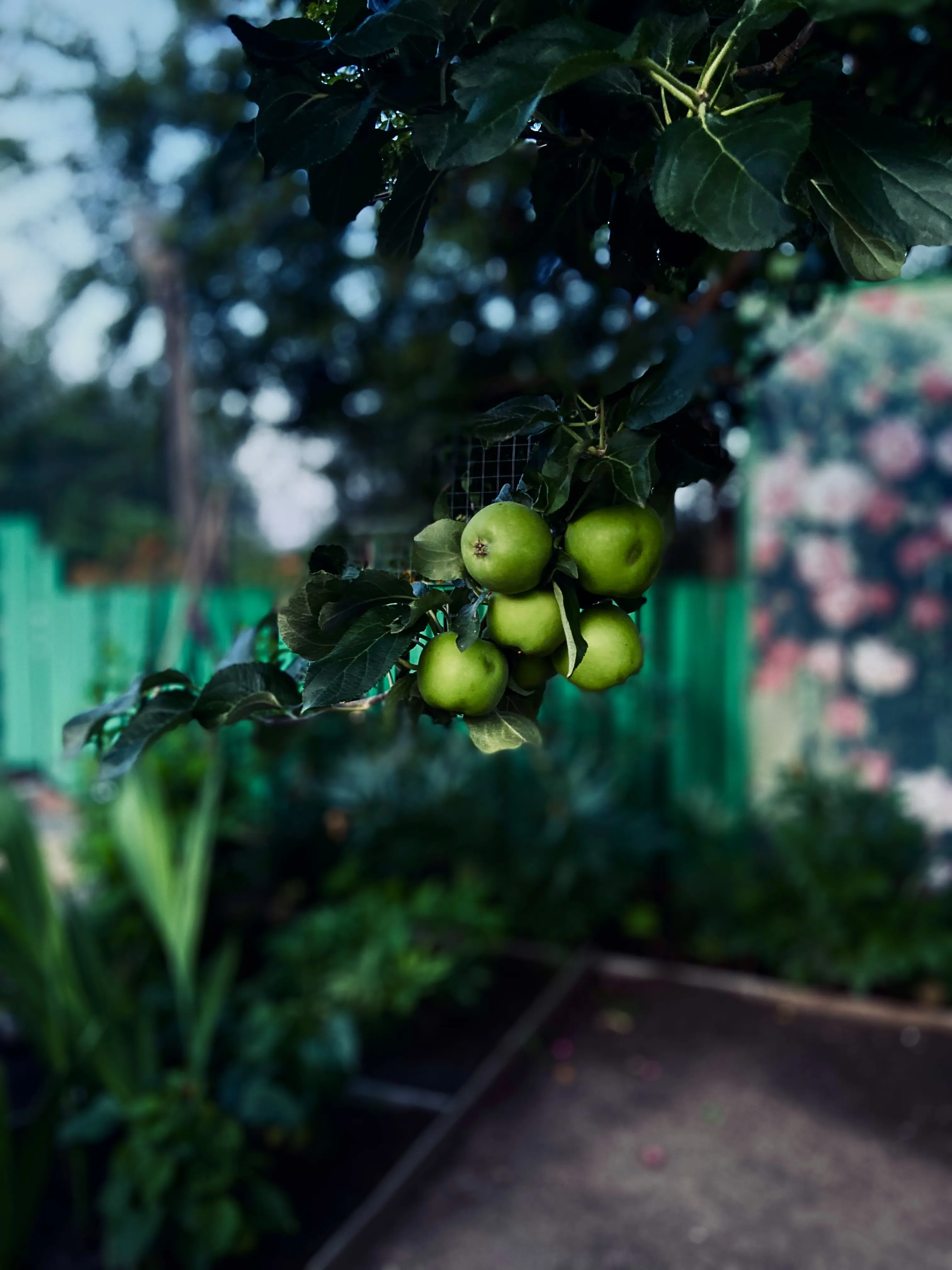 Дикая яблоня в родительском дворе