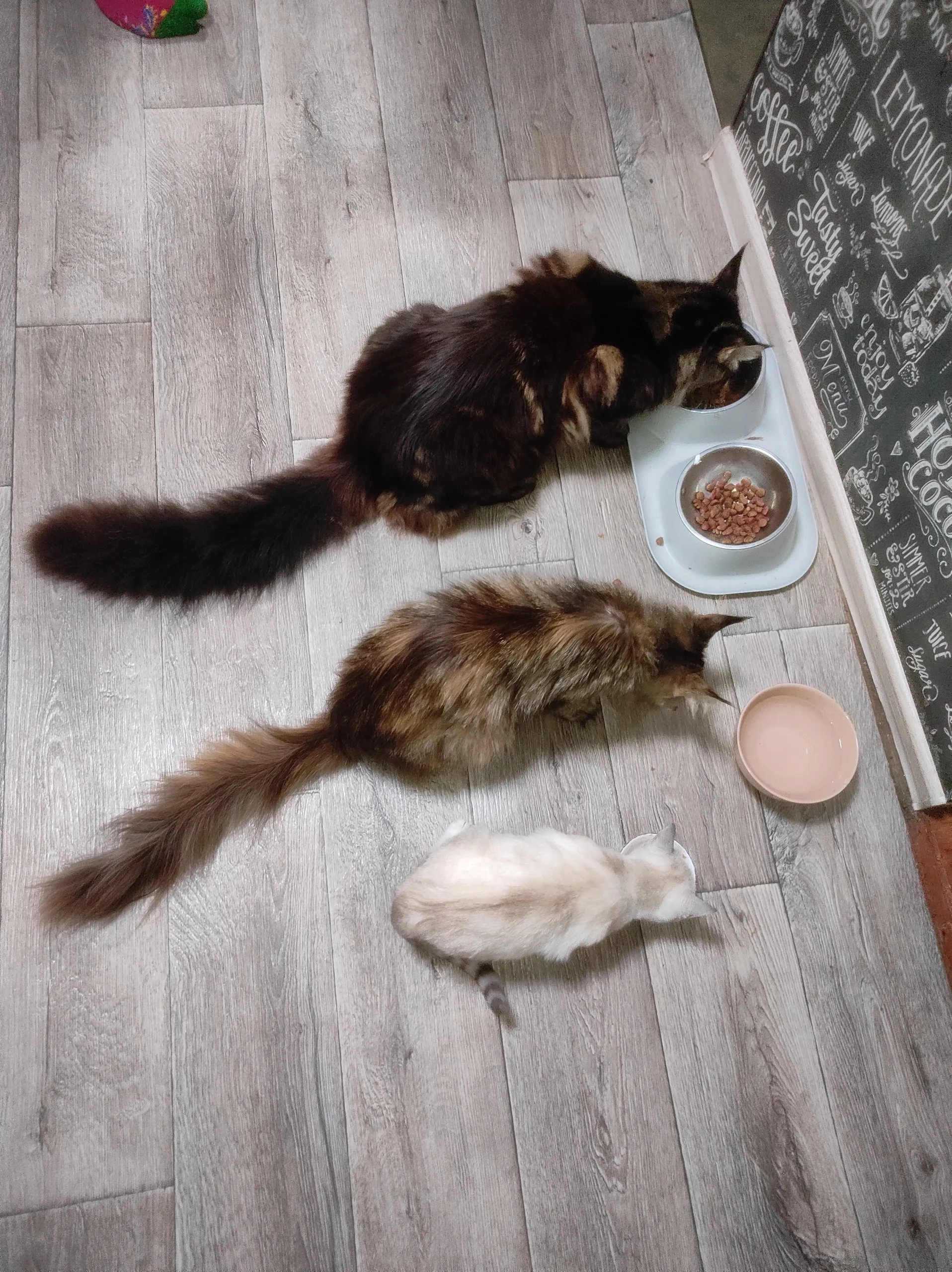 Коржик, Карамелька и Компот