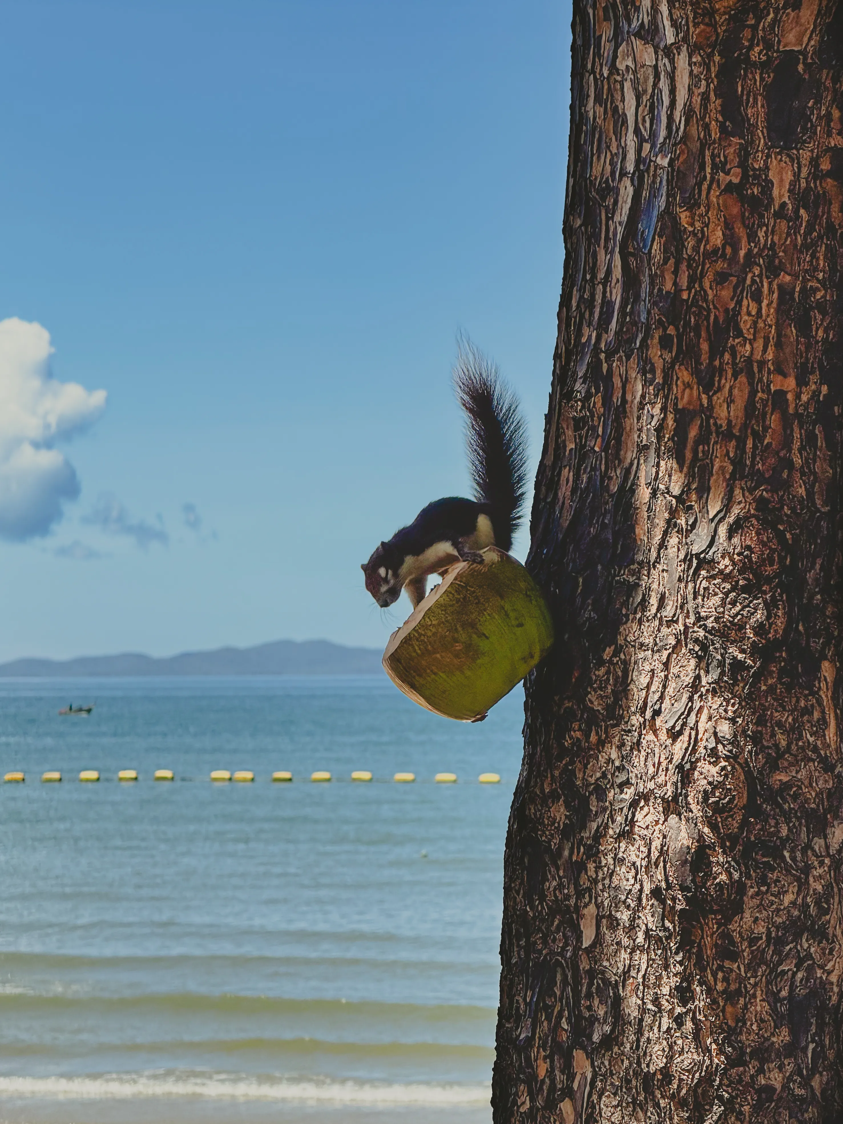 Жизнь в Тайланде хороша, ещь кокосы не спеша.