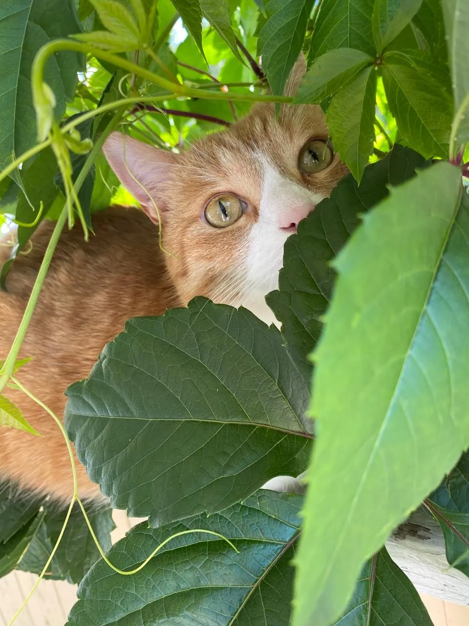 Герта в саду