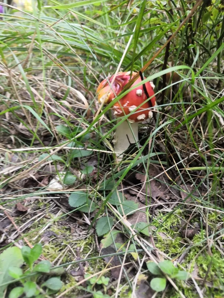 Потерялся в лесу