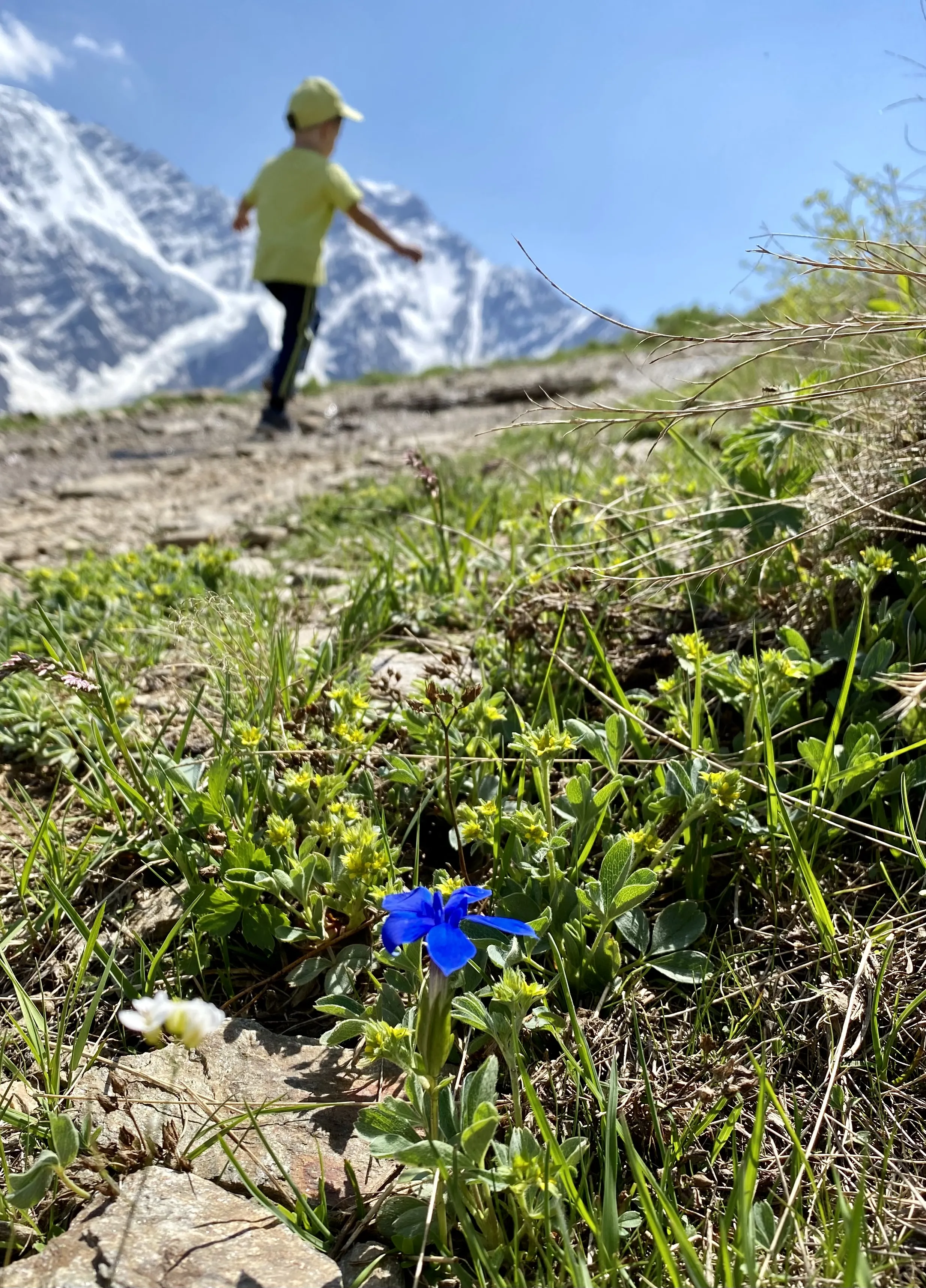 Цветок жизни