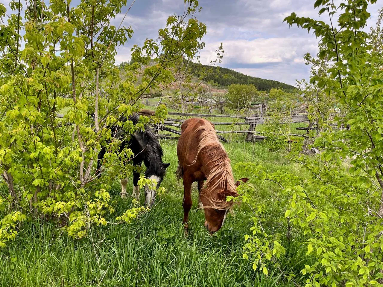 Лошадки- есть энергия