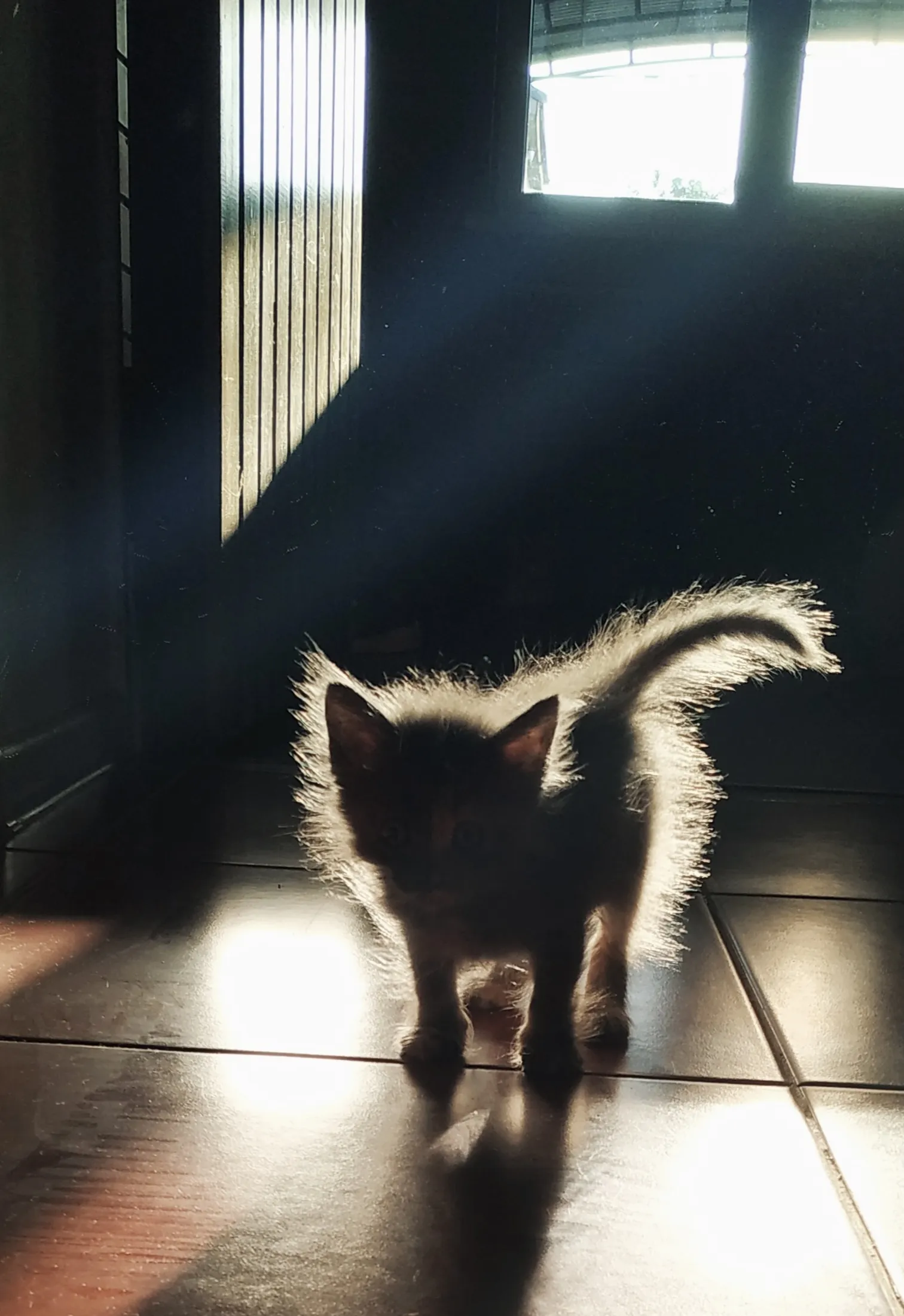 Маленькая пушистая жизнь