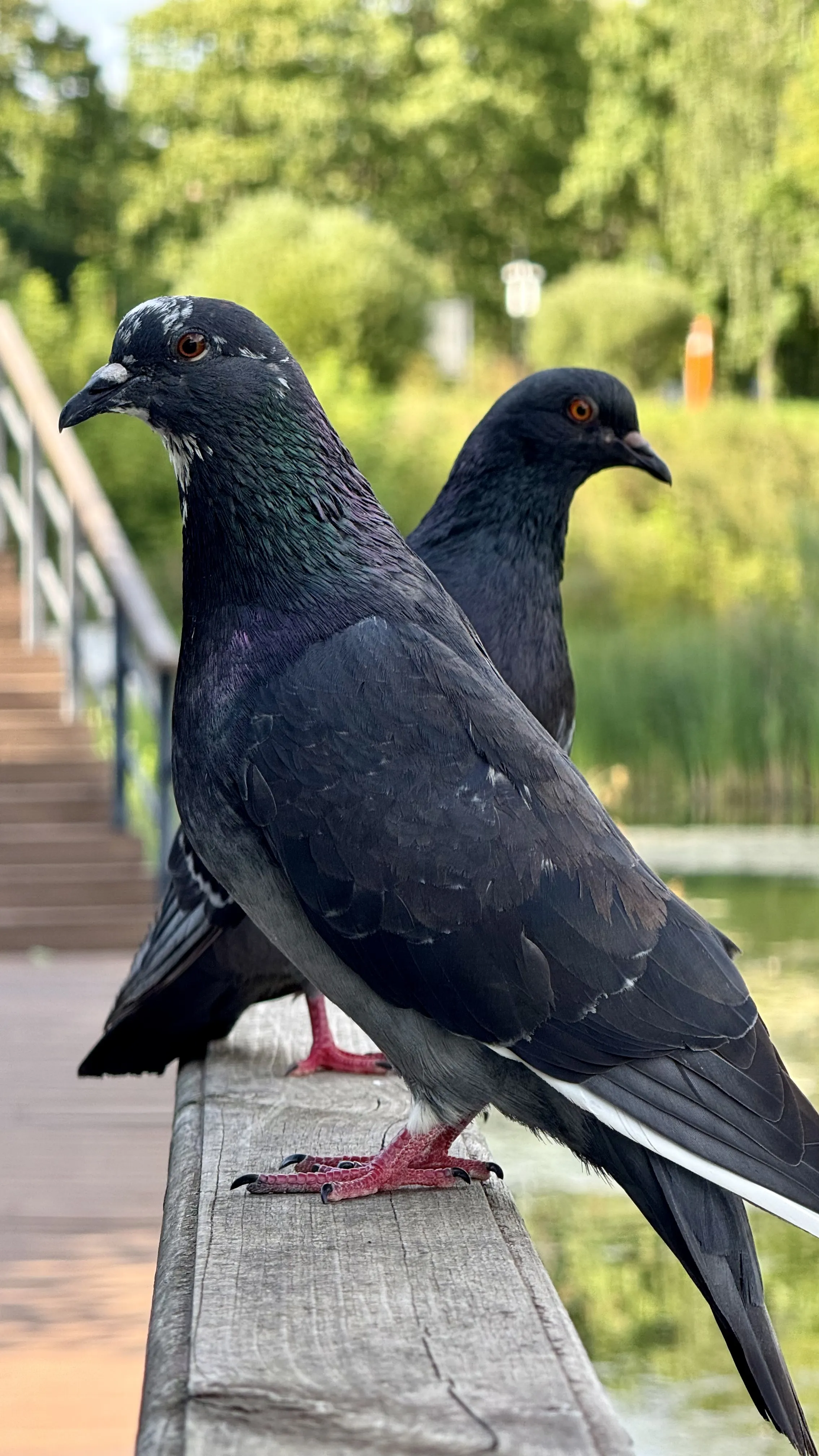 Сладкая парочка