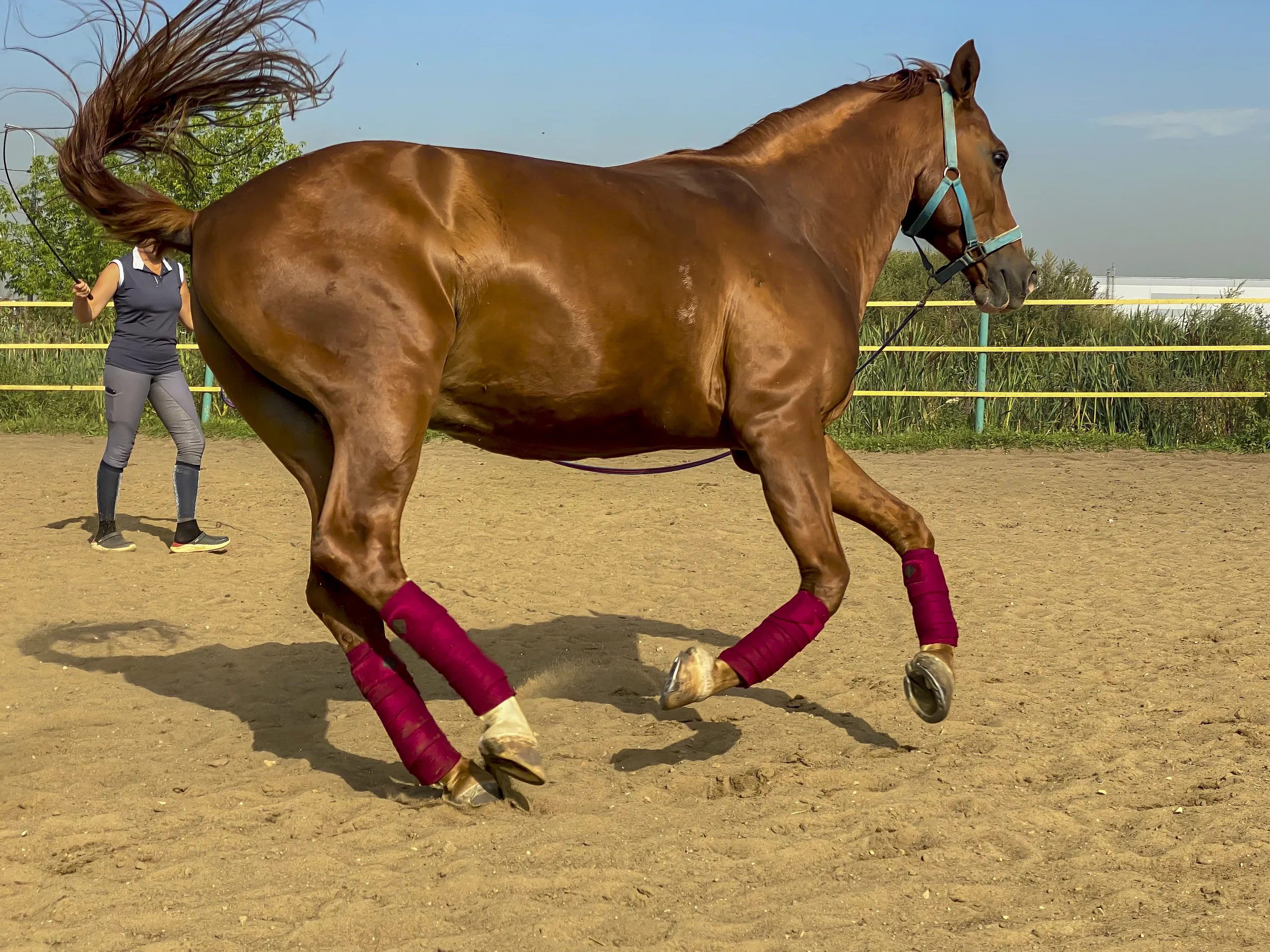 тренировка