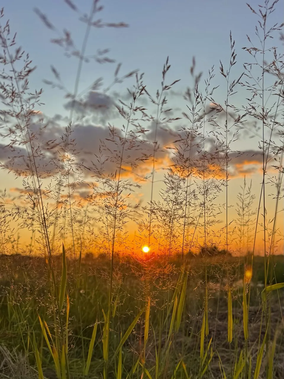 Закат в поле
