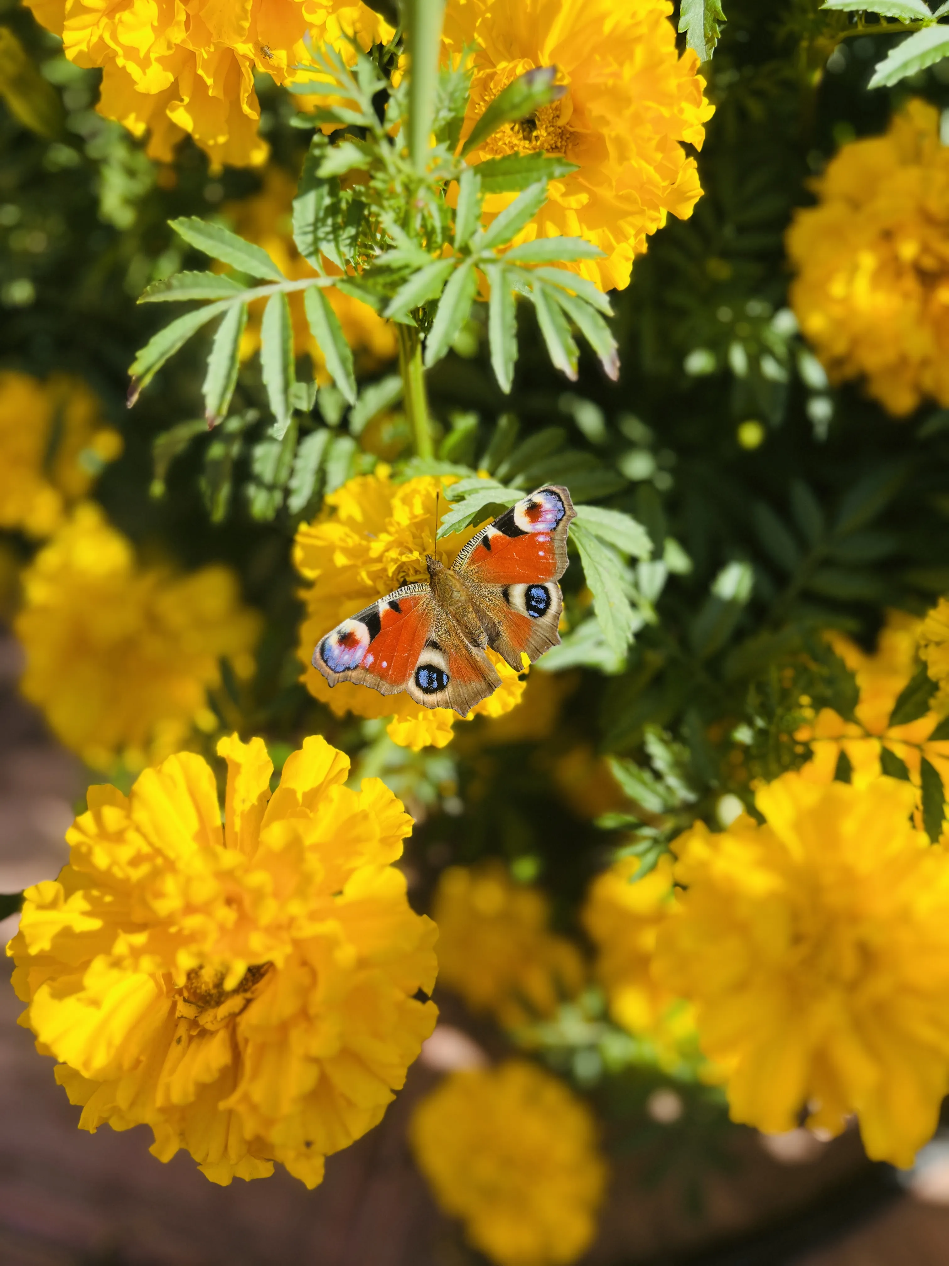 Краски жизни