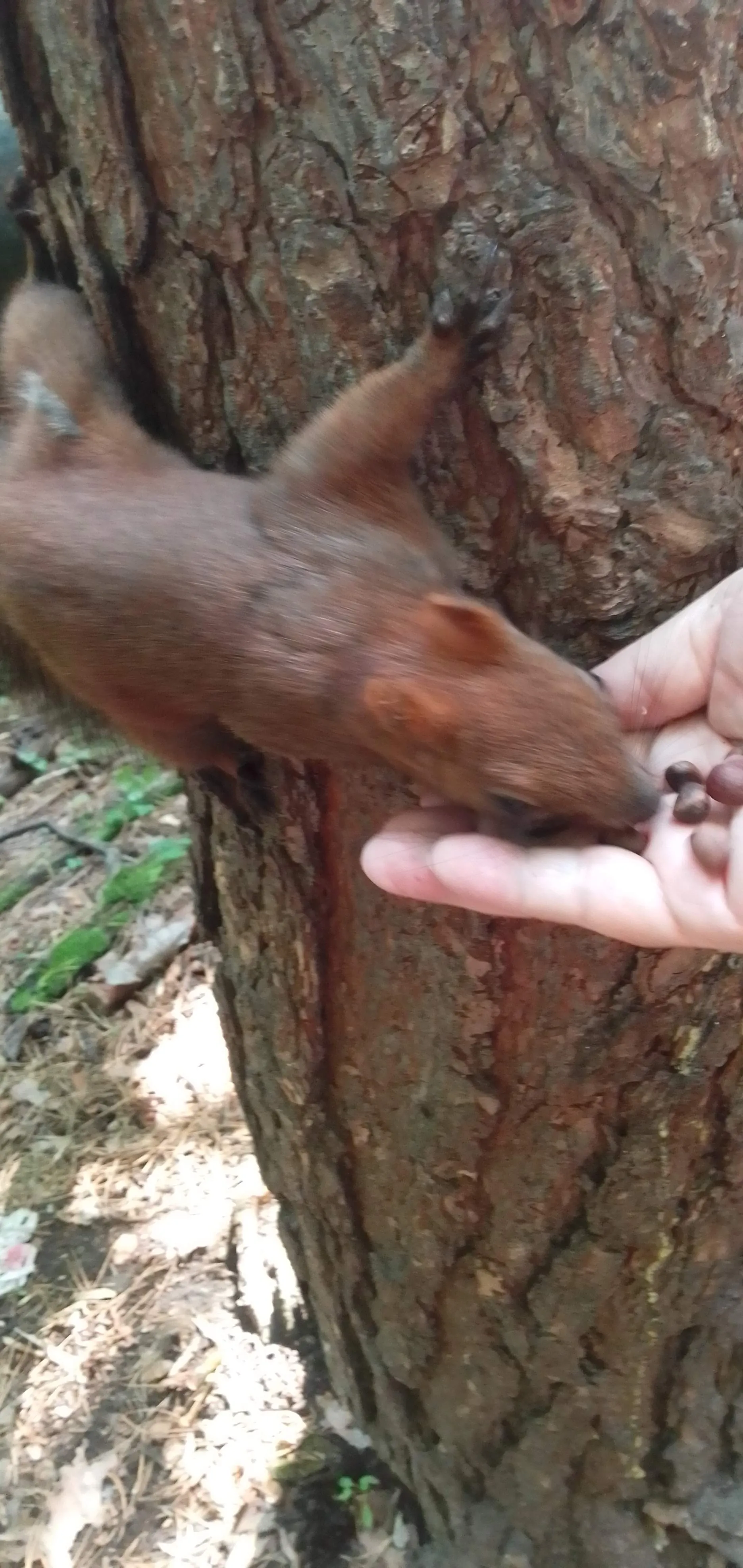 Белки не боятся людей !