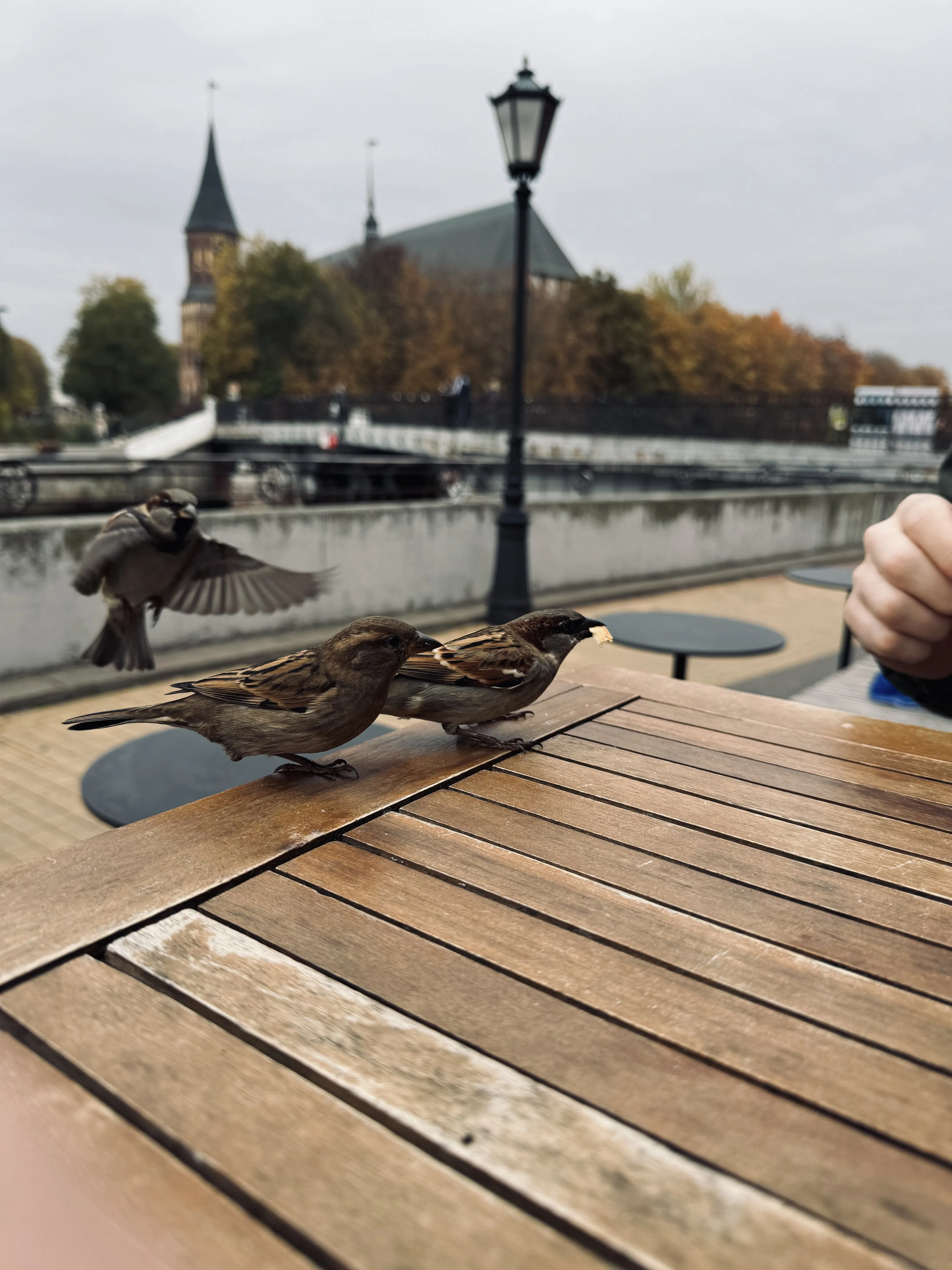 Завтрак в компании