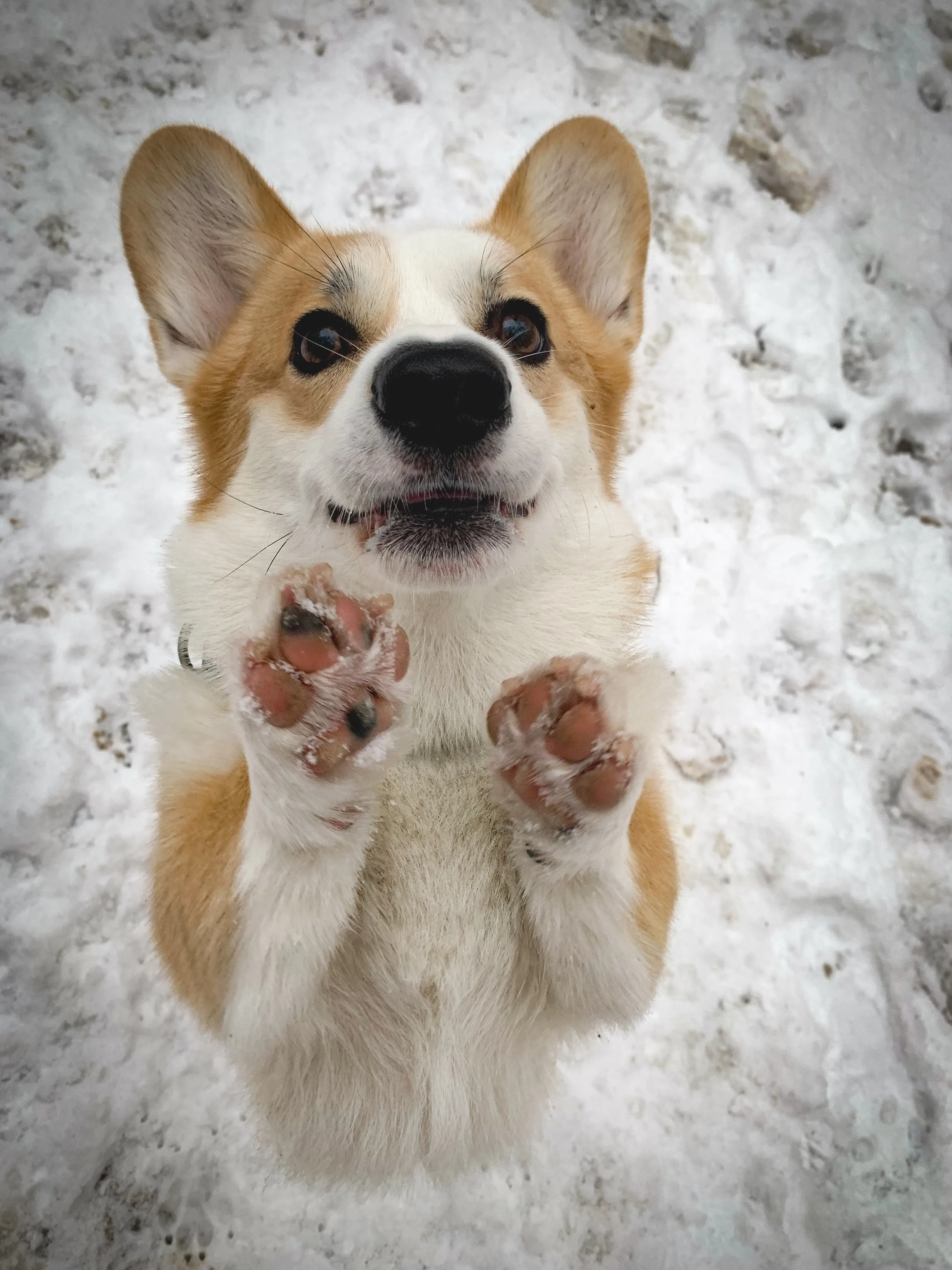 А печеньку дашь?