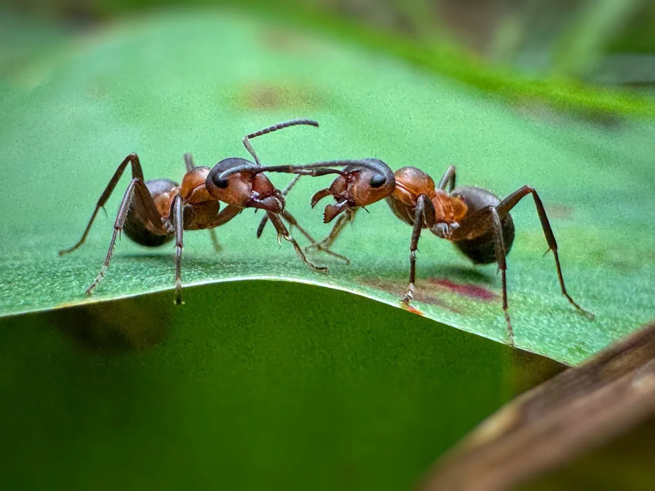 Тайный диалог