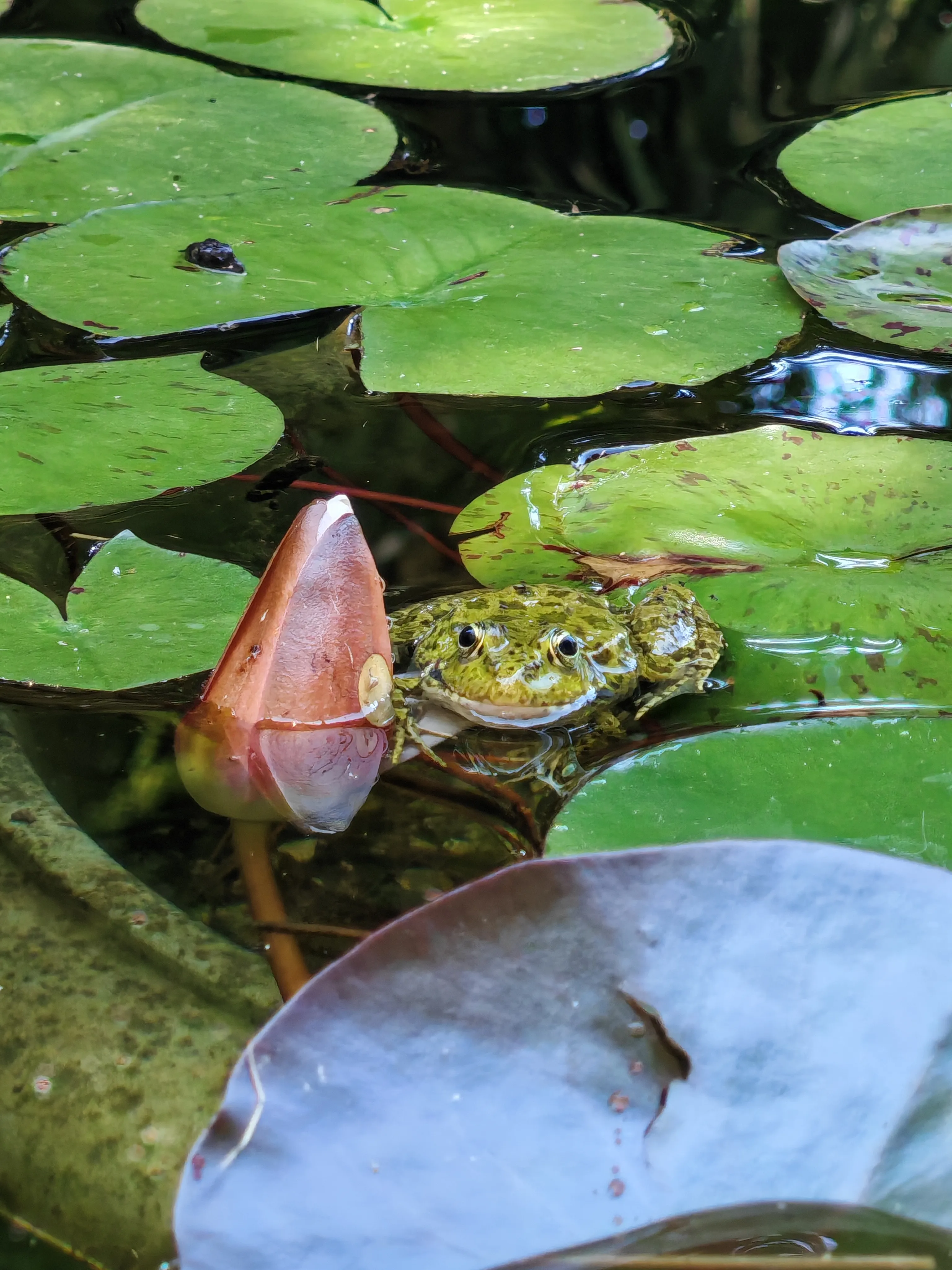 Разговор с природой ,, здесь и сейчас,