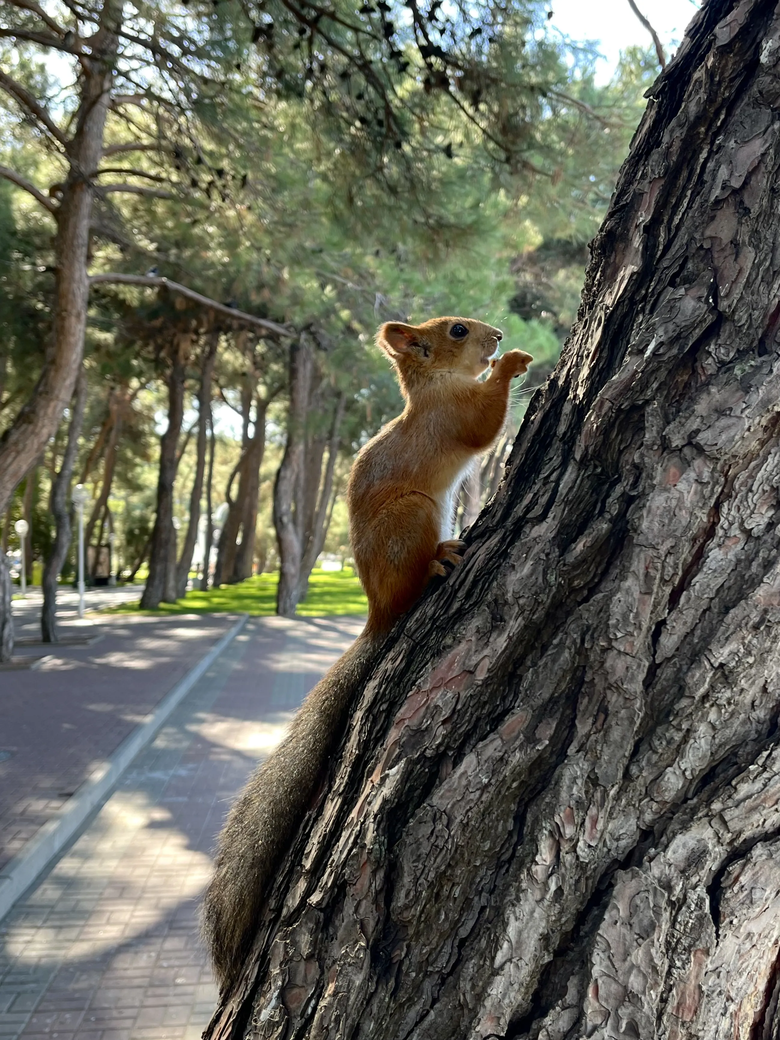 Пушистый гость