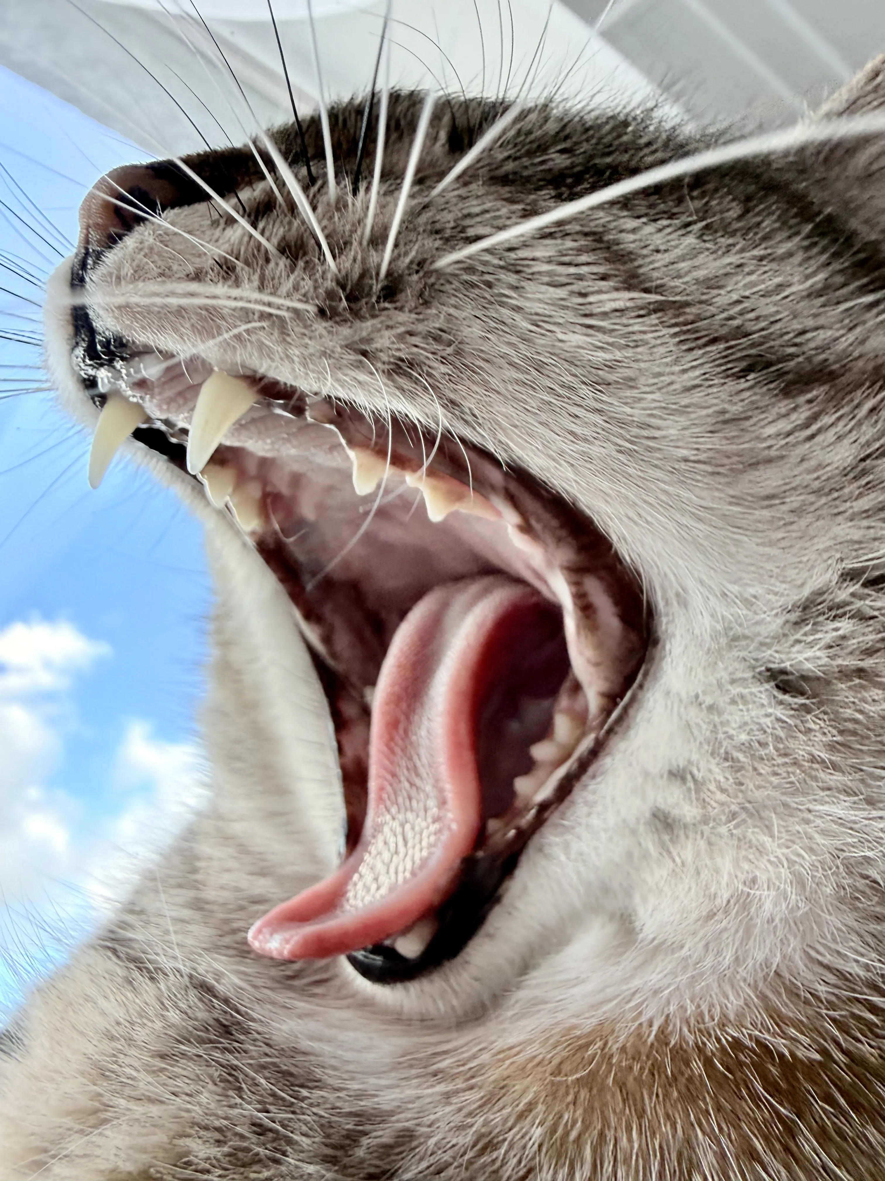 Опасный зверь