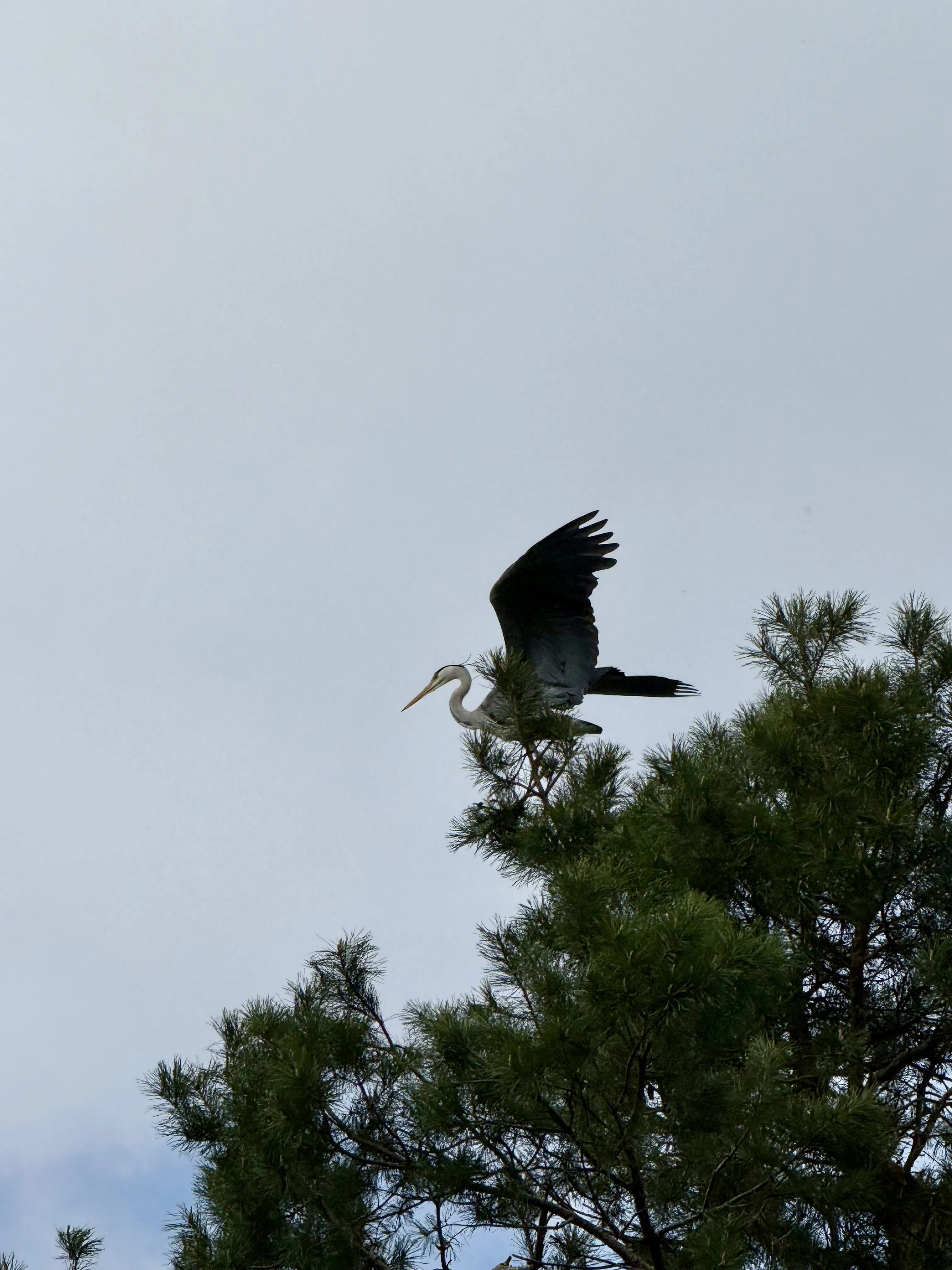 Живая природа