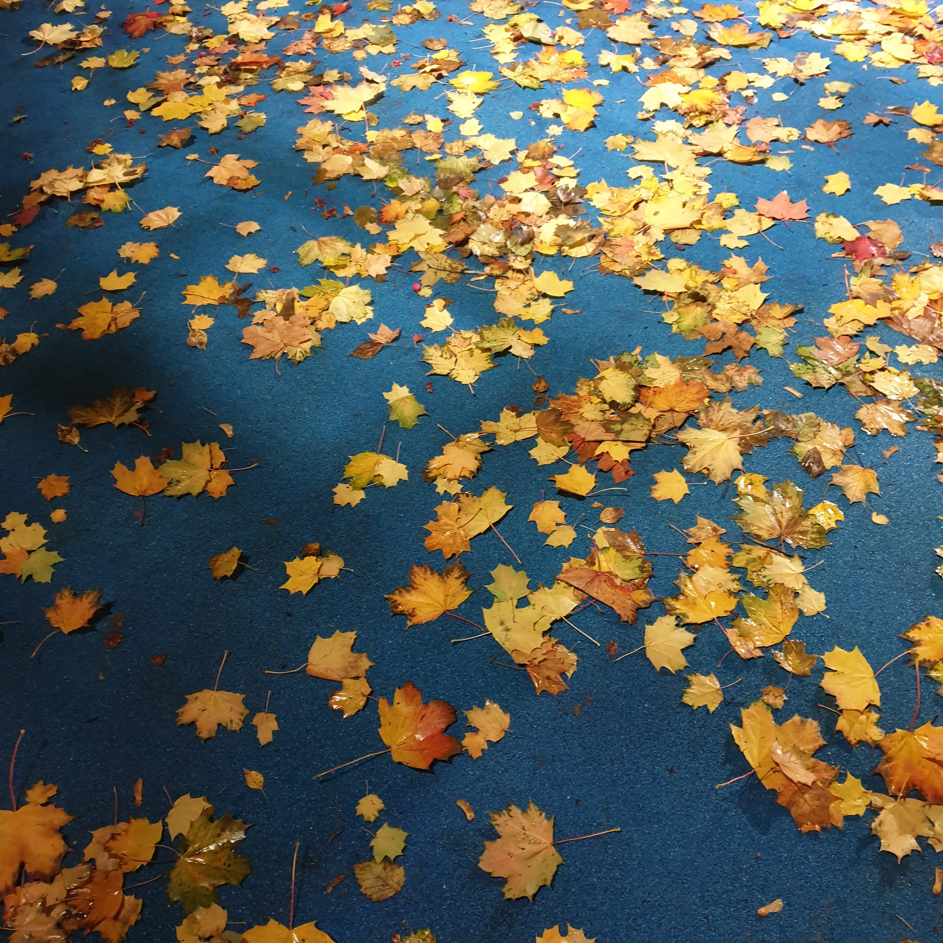 Идеальное сочетание осени