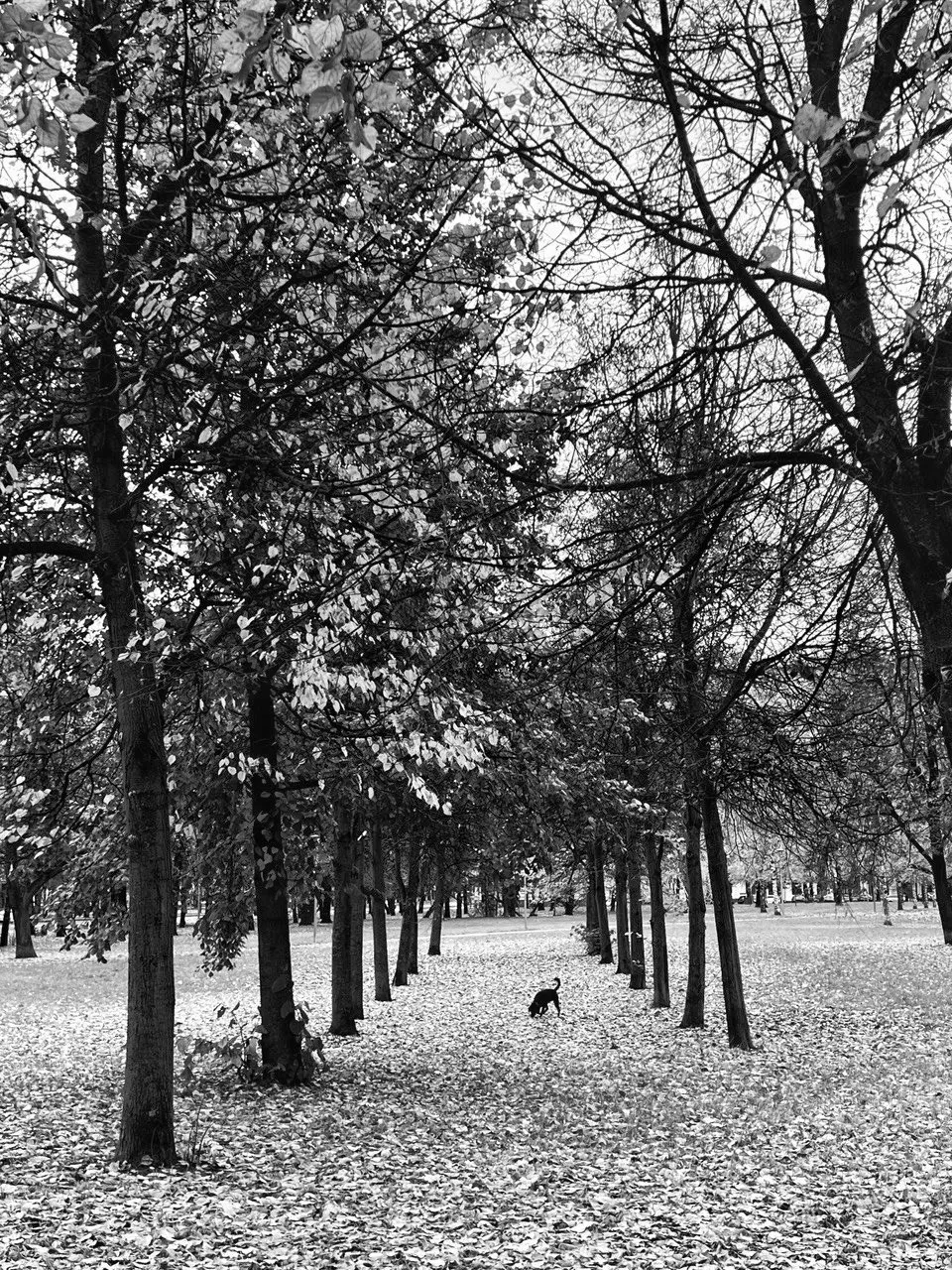 Любопытство