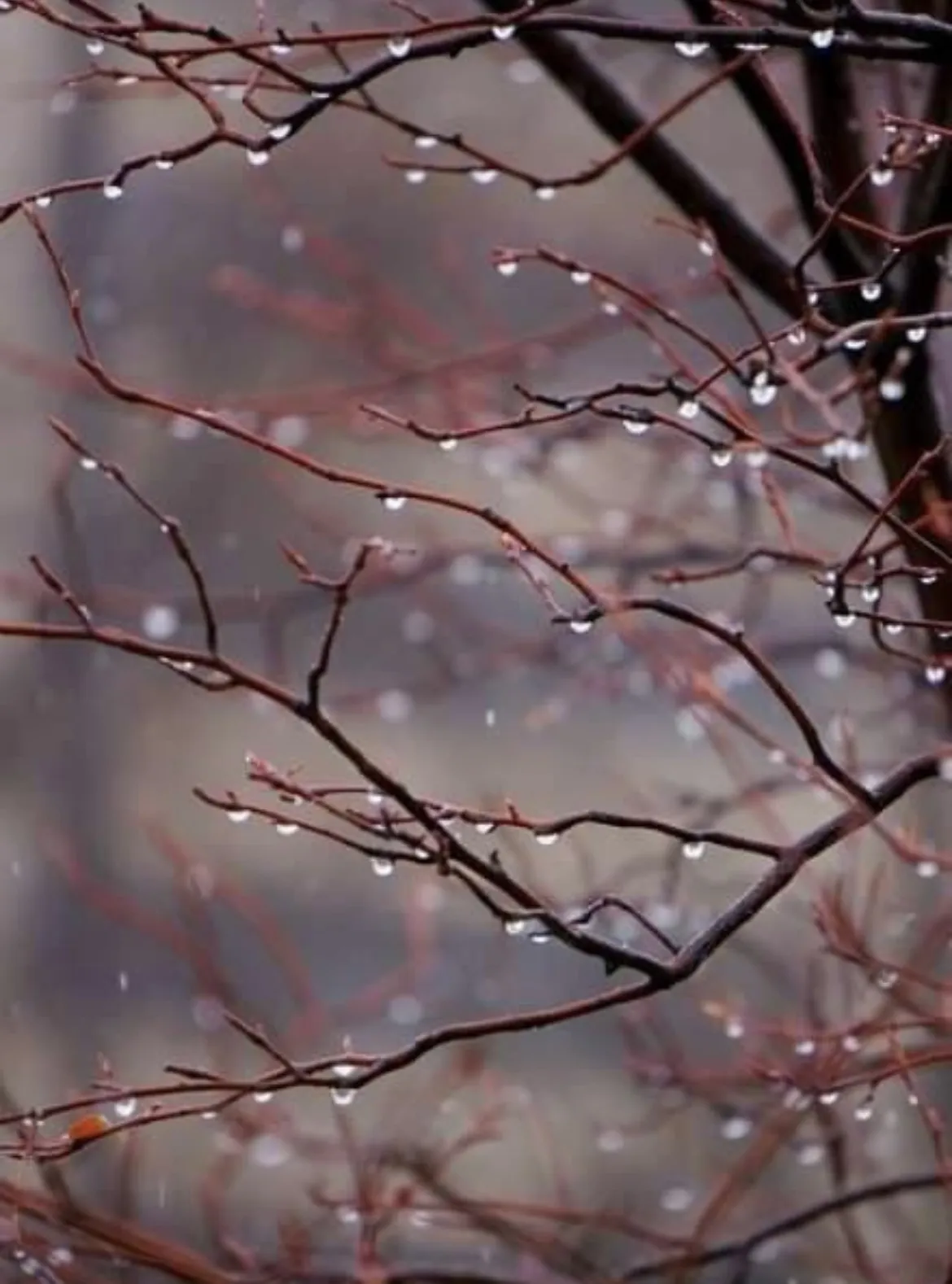 Осенние слезы