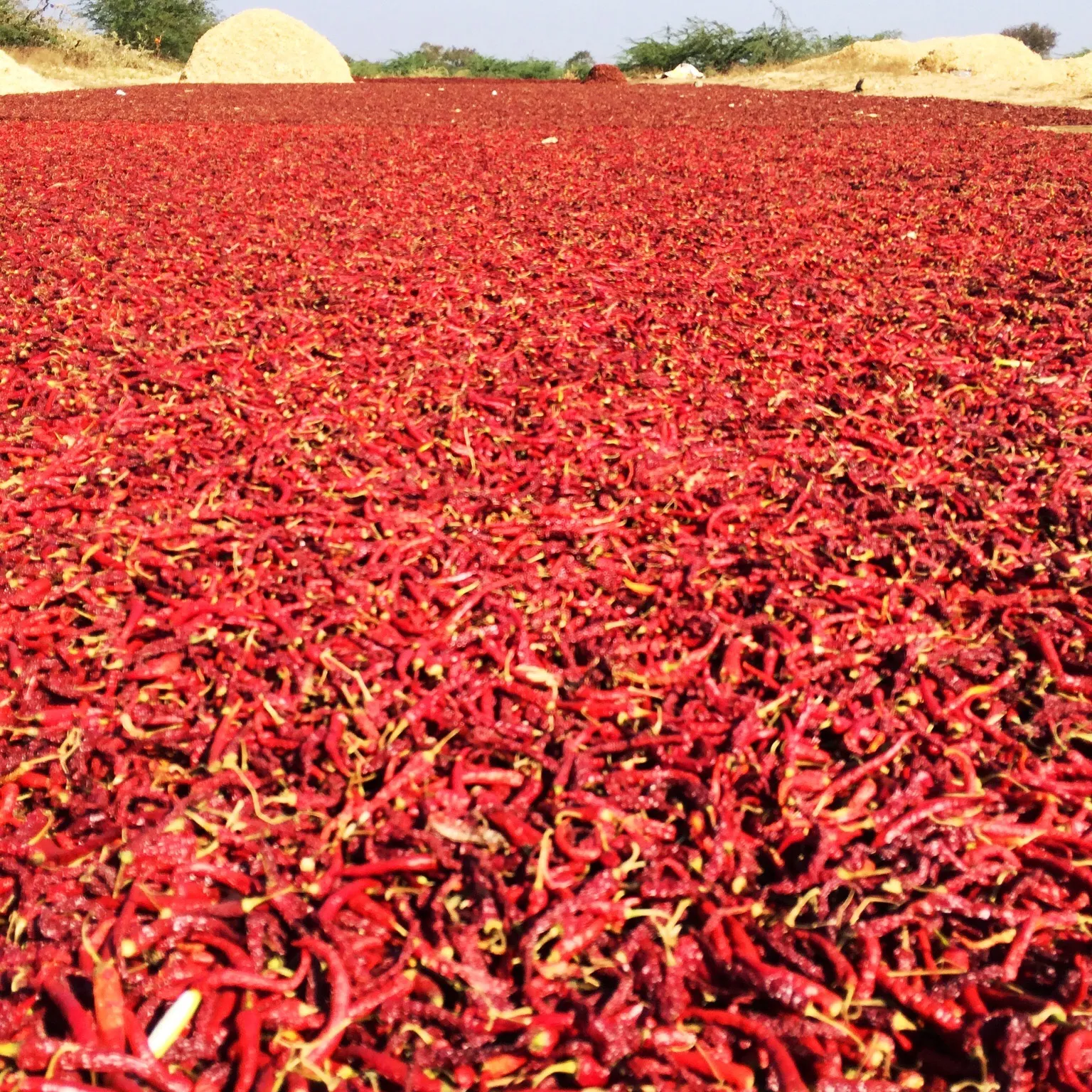 Перчик поспел