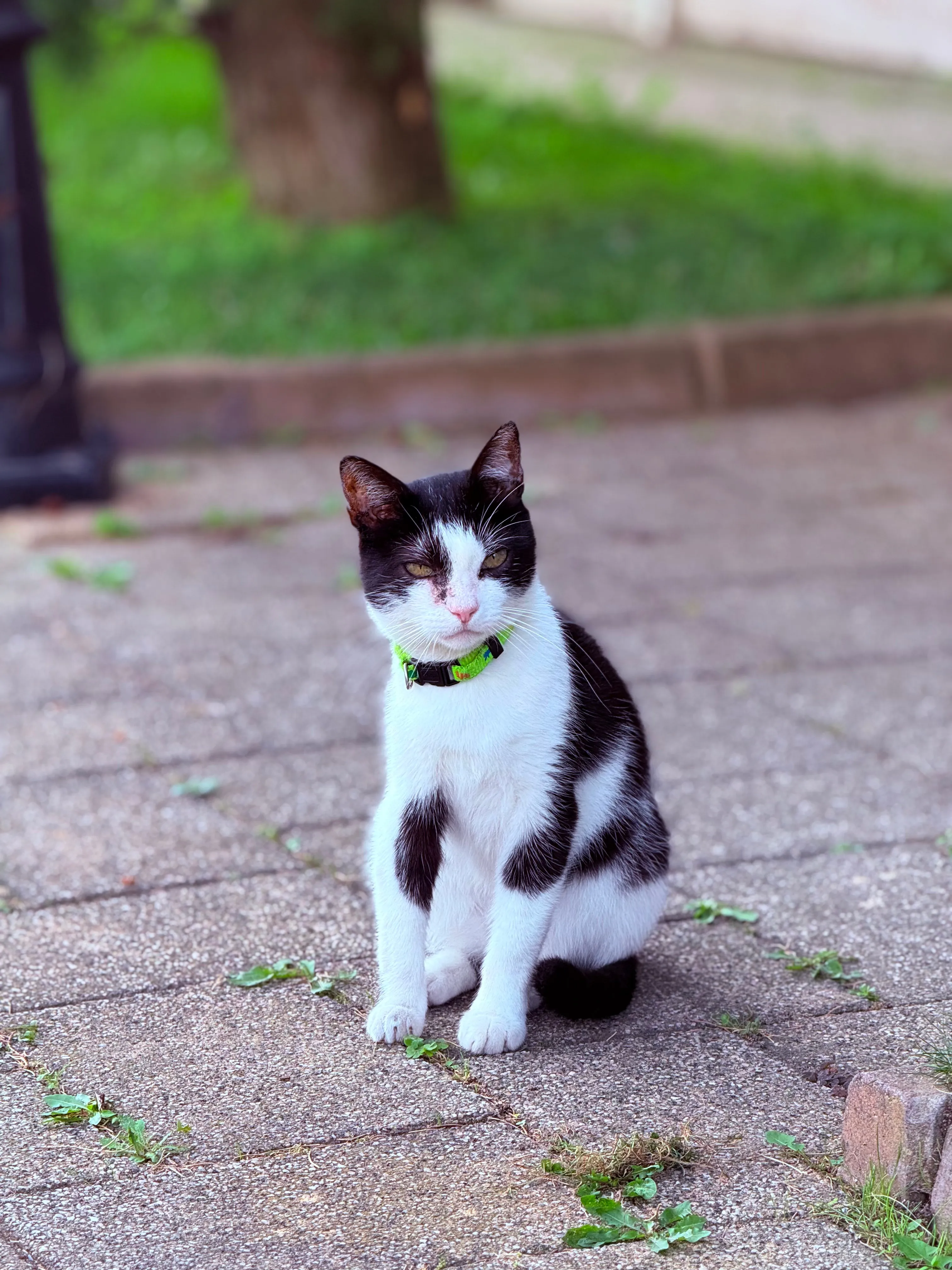 Портрет уличной кошки