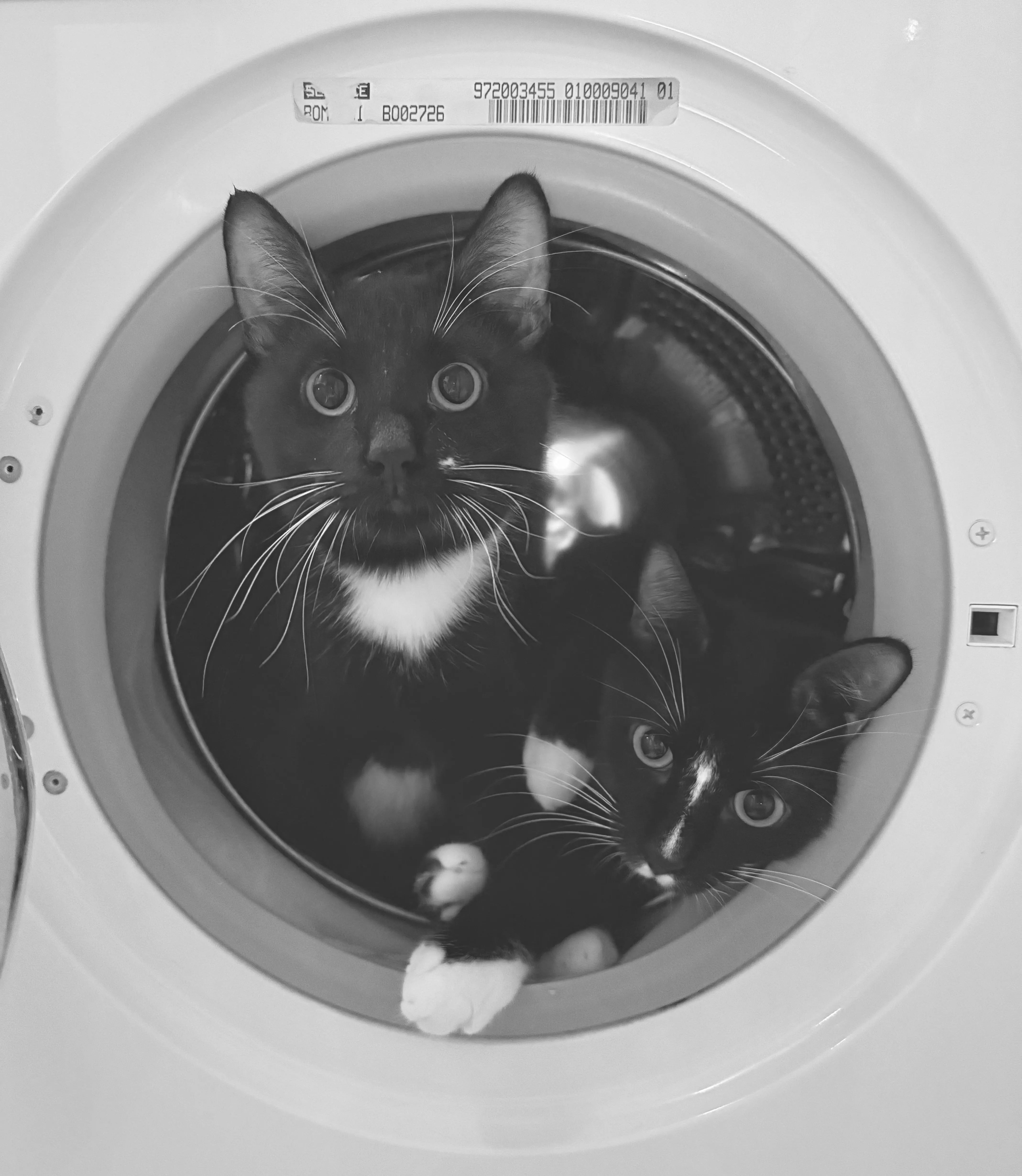 Коты в иллюминаторе