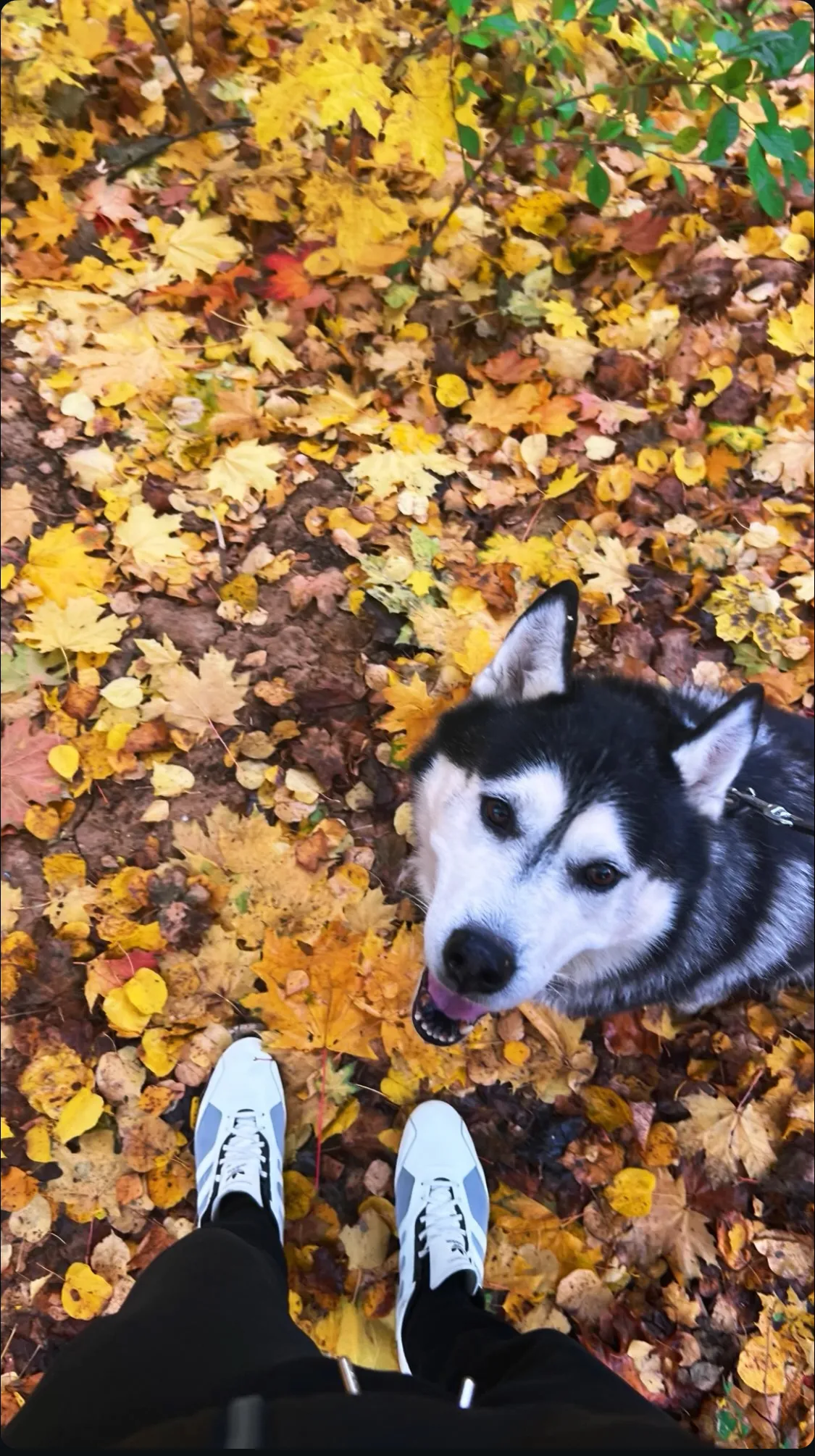 Осень и Фрости
