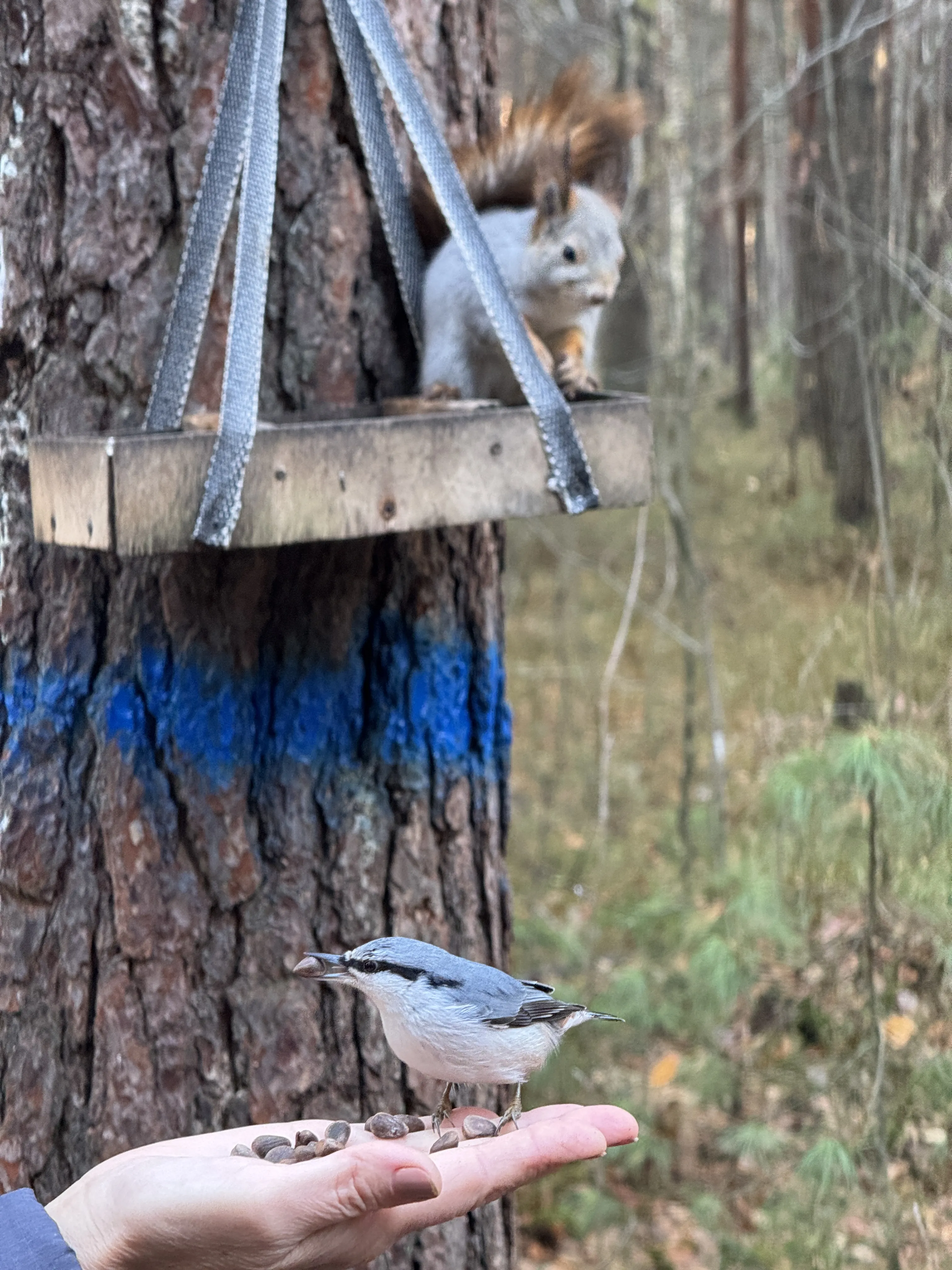 Мир на ладони