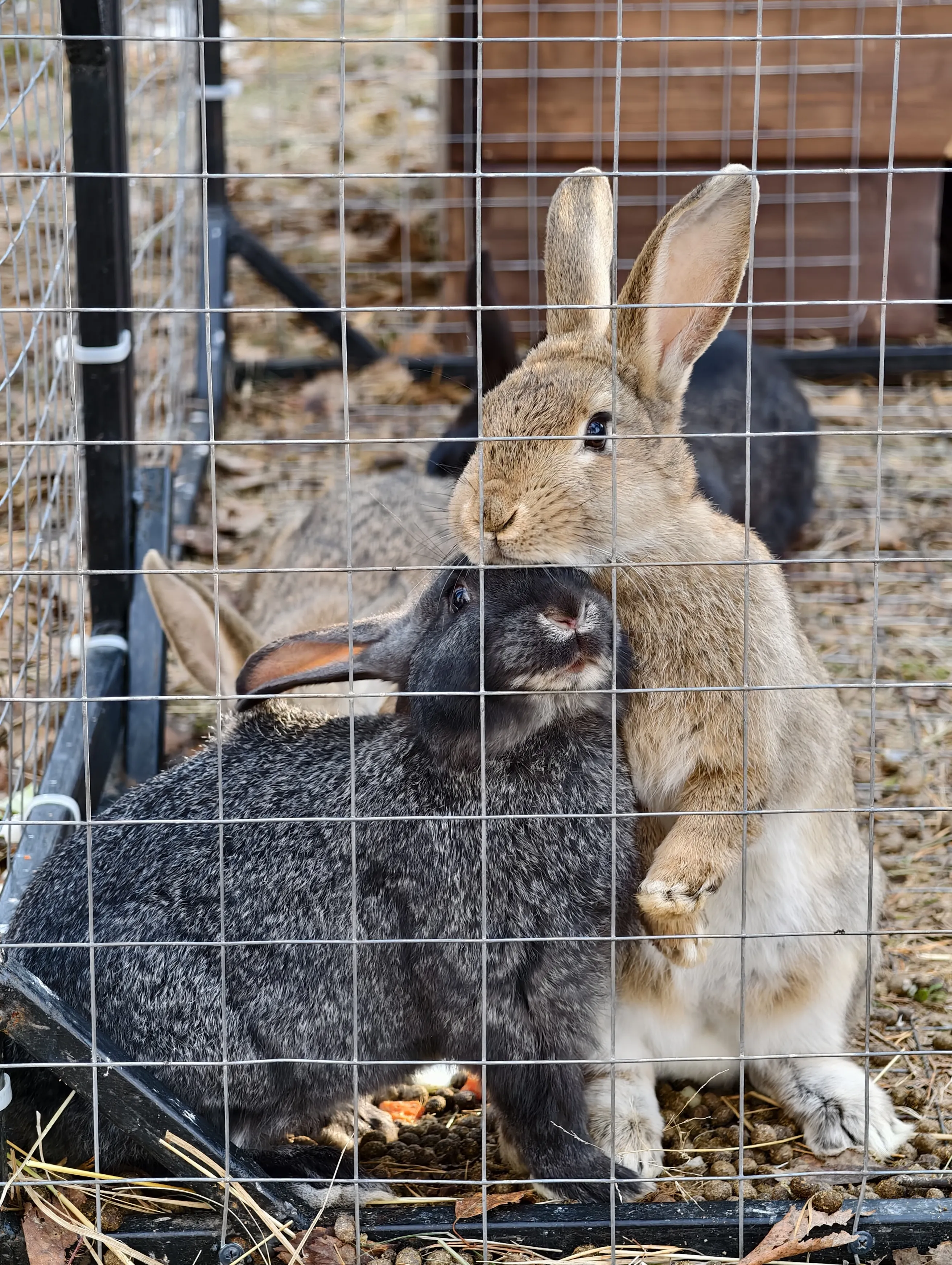 Любовь и кролики