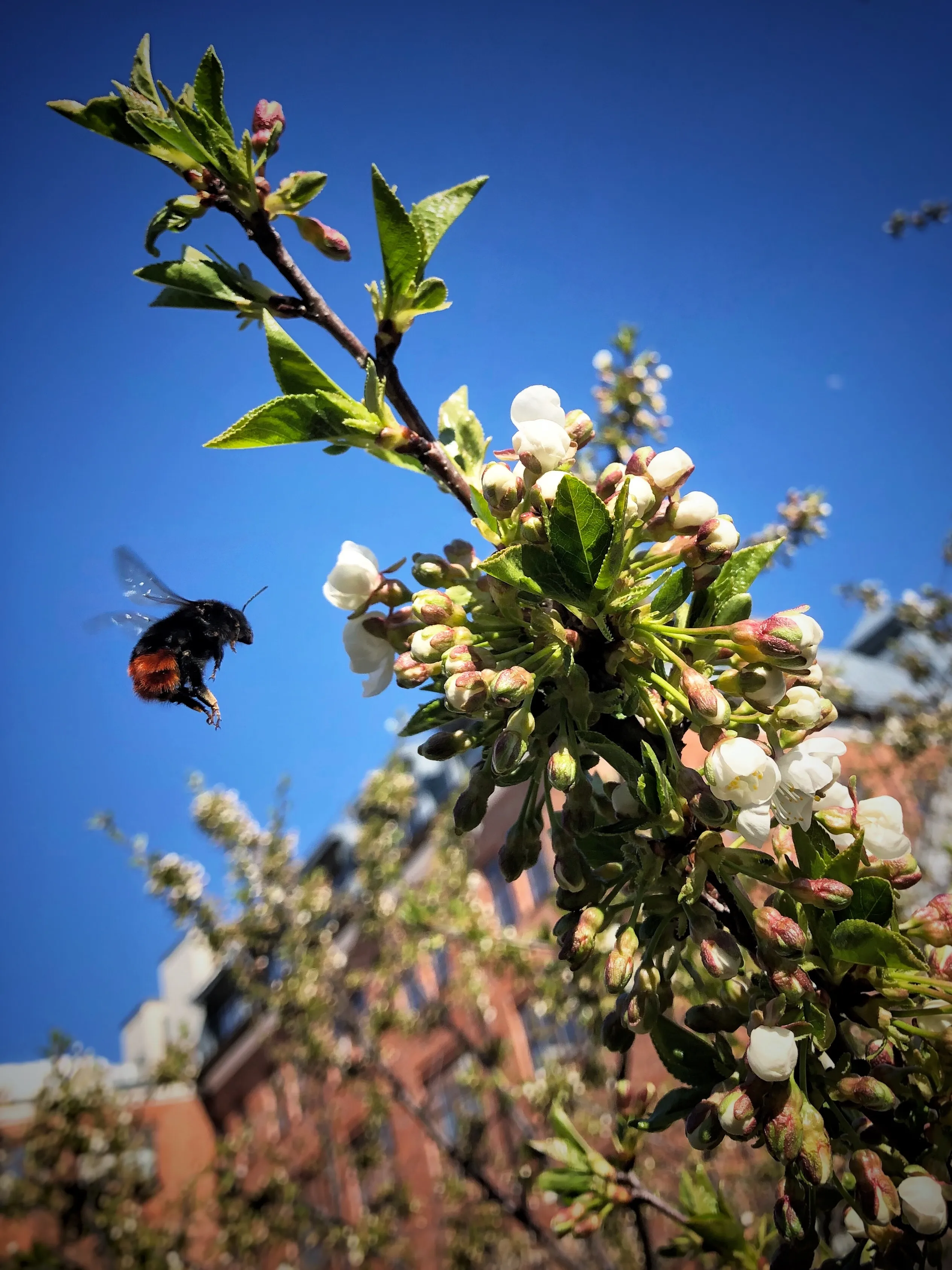 Мимолетность аромата весны