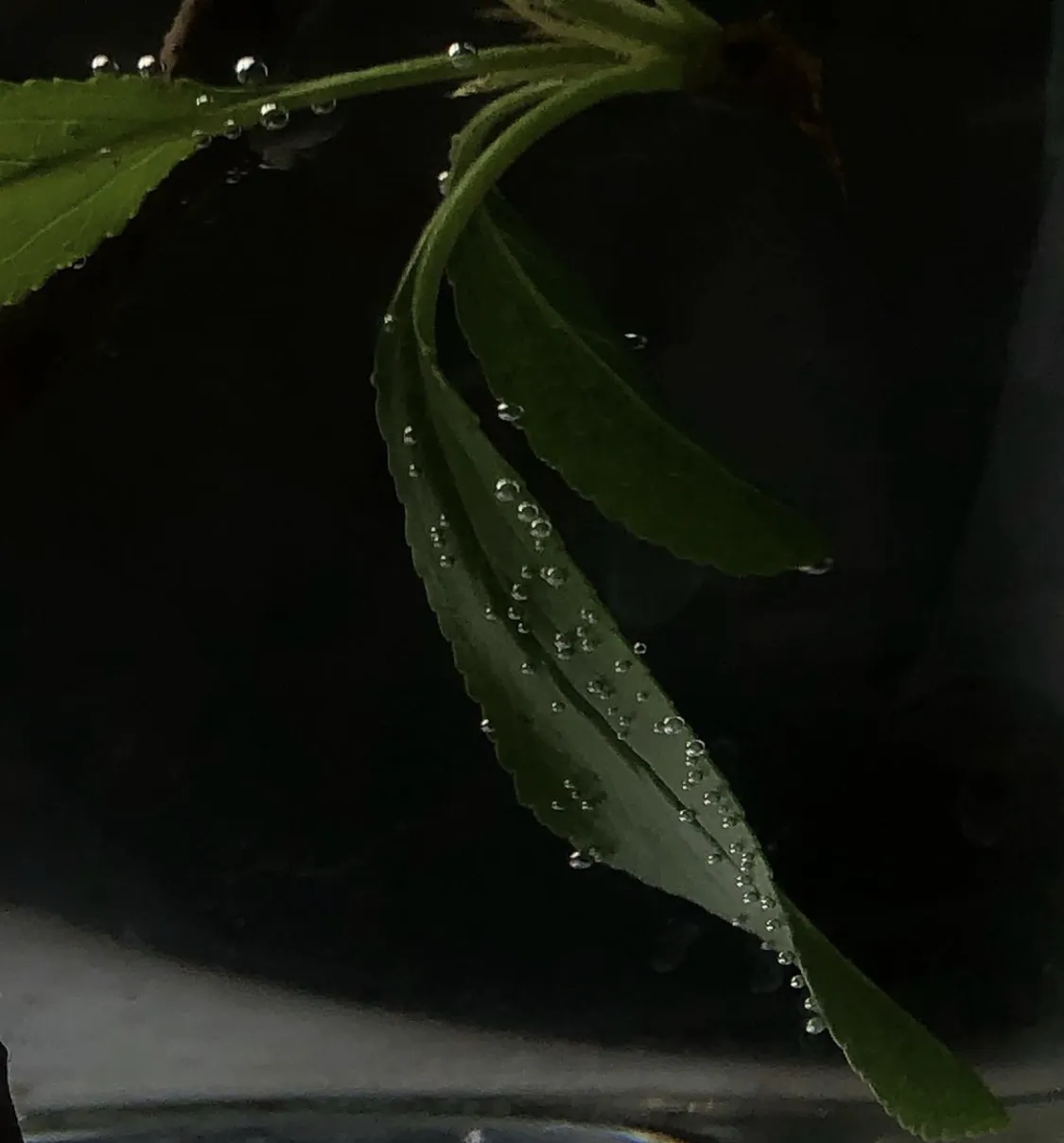 Дыхание растения