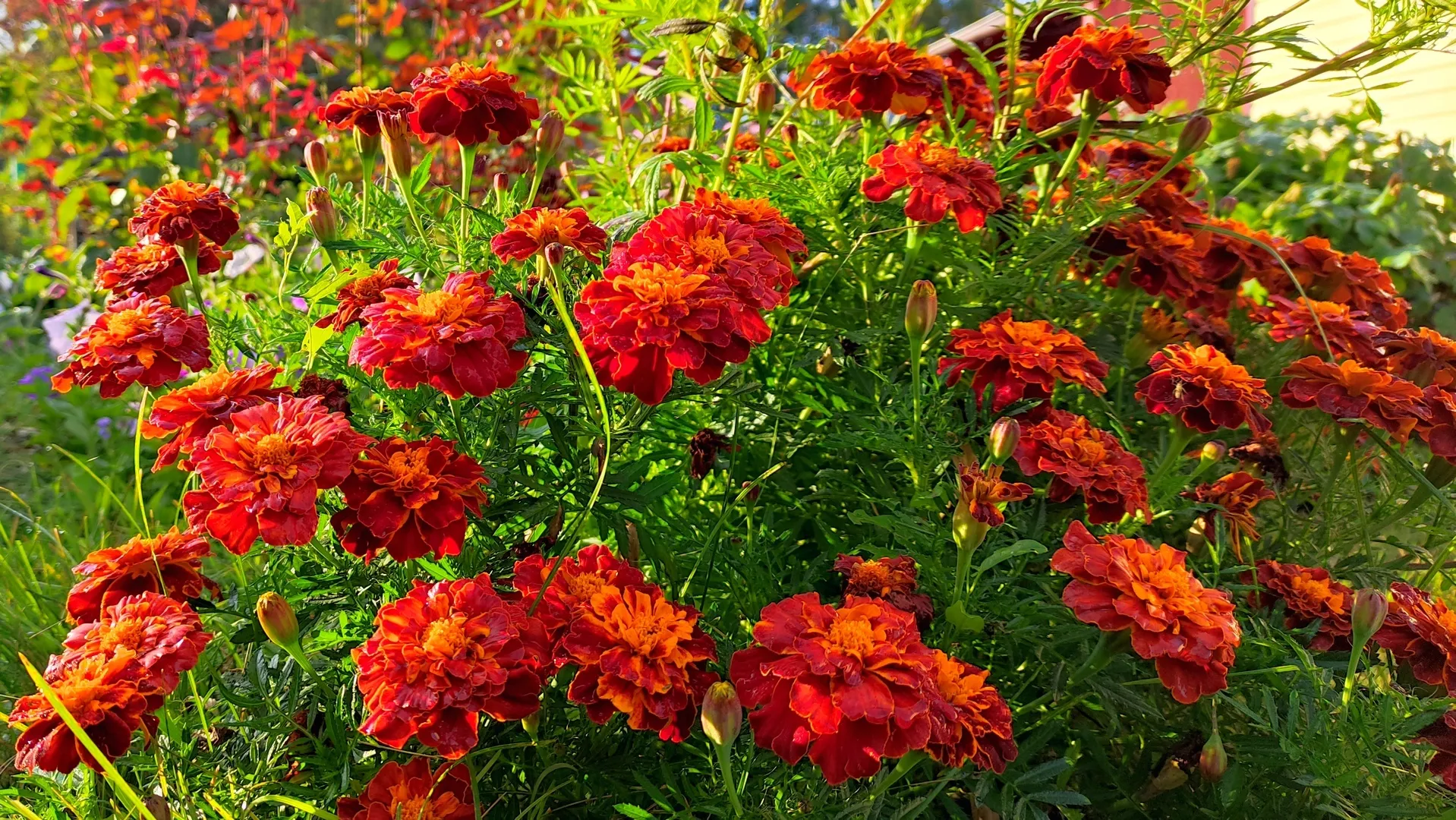 Цветы в саду