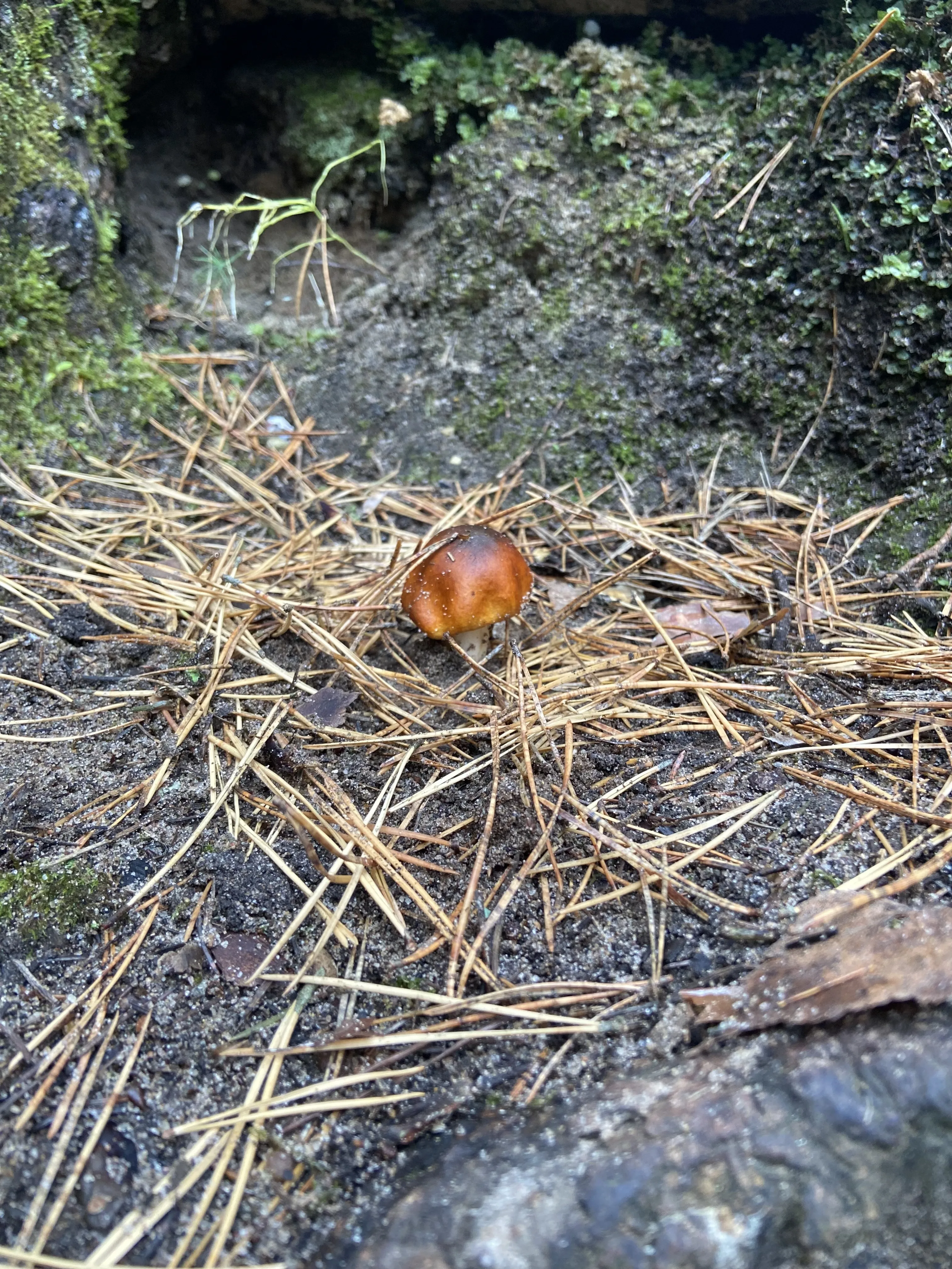 Осенний гриб