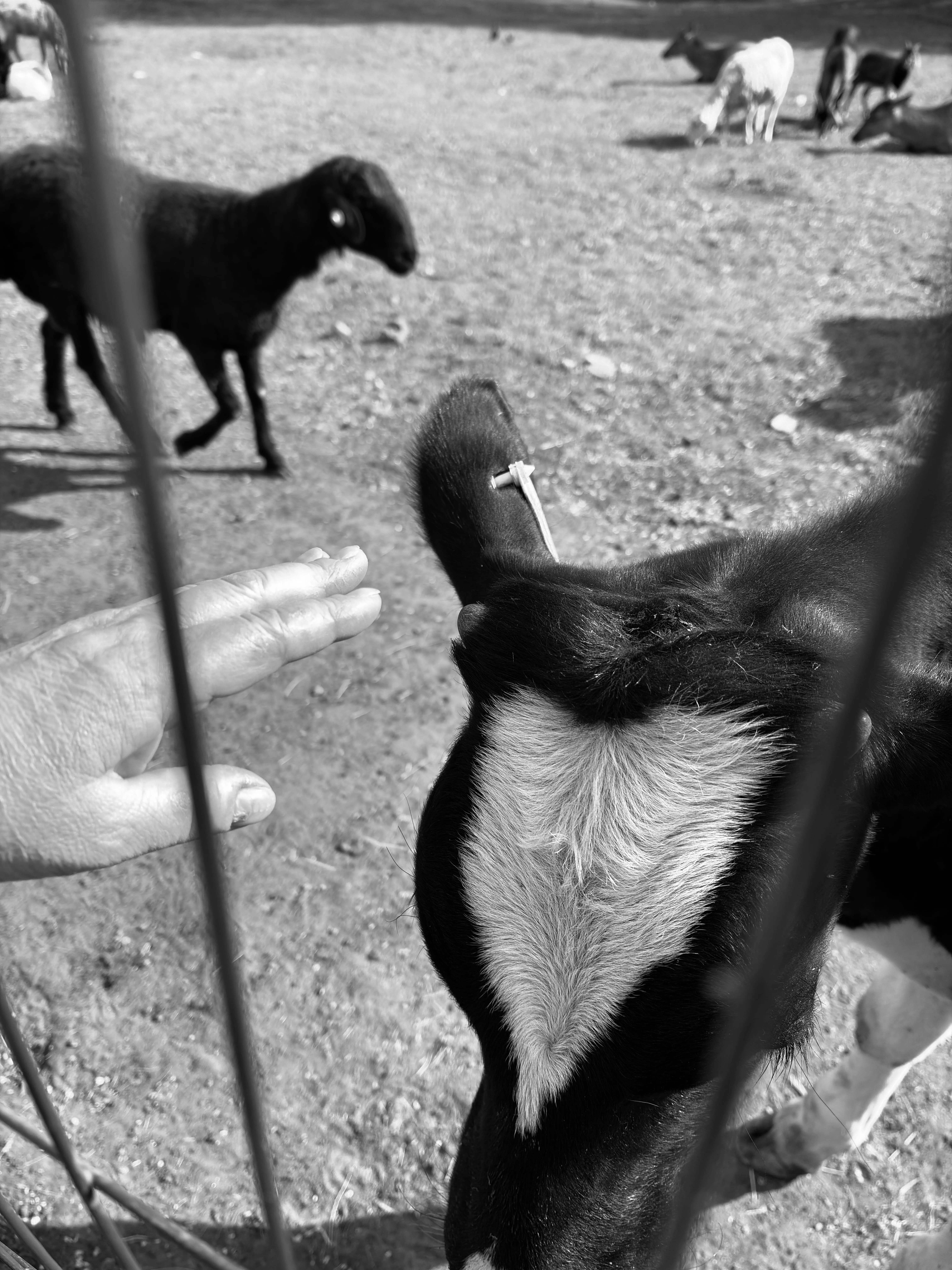 Любви прикосновения