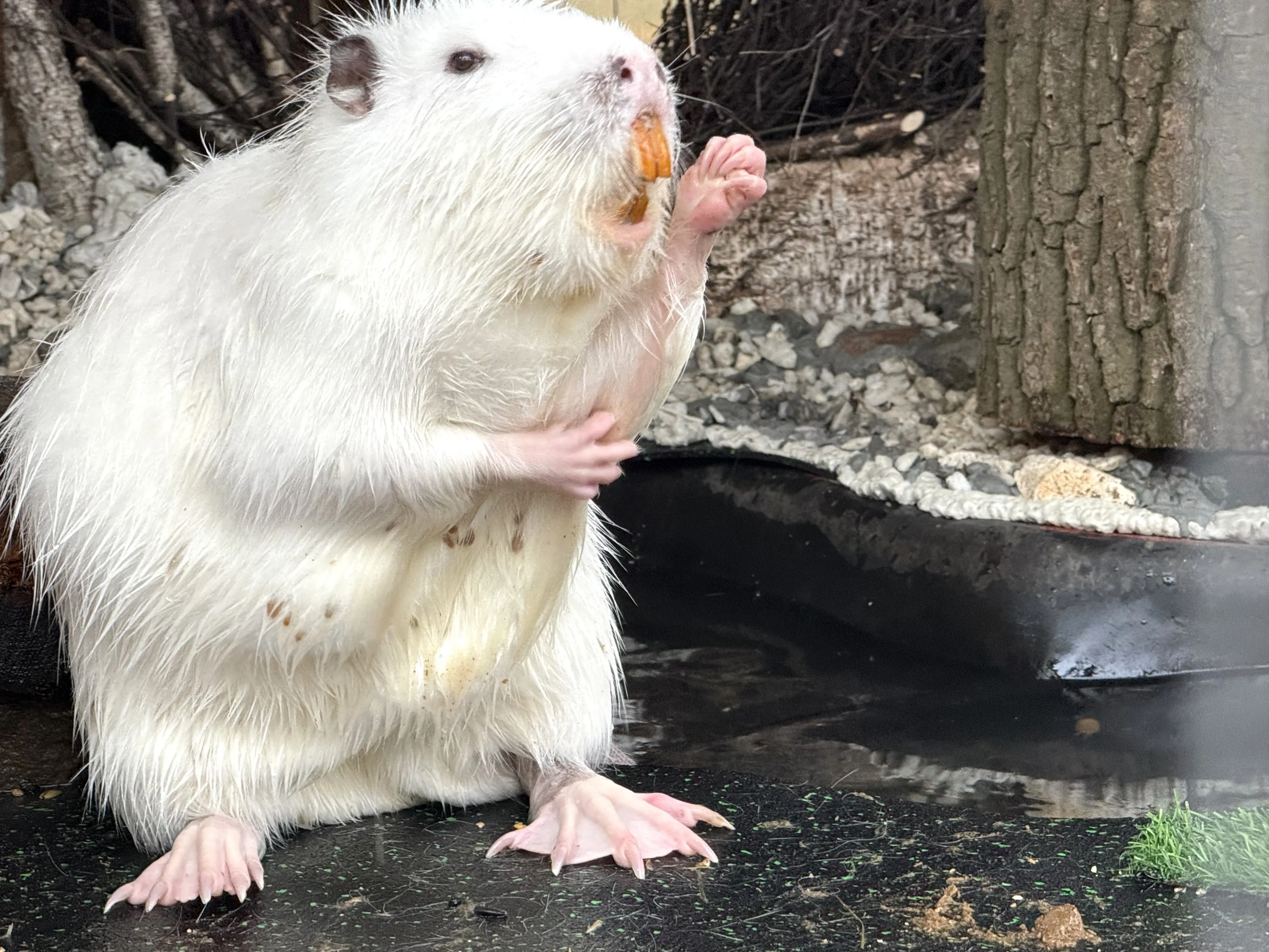 Нутрий - Семен. Хватит смотреть - морковку давай!