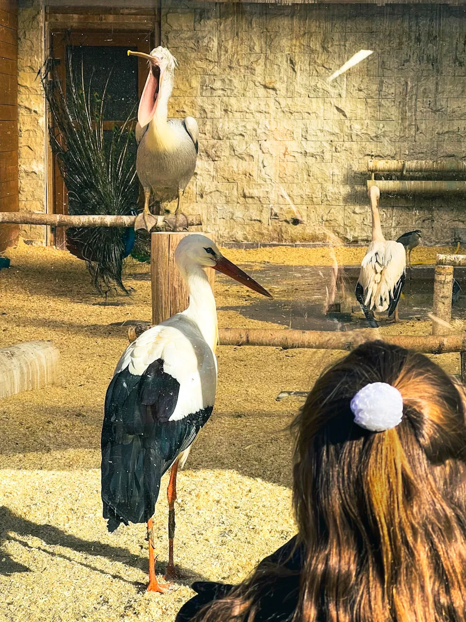 Где обедал воробей