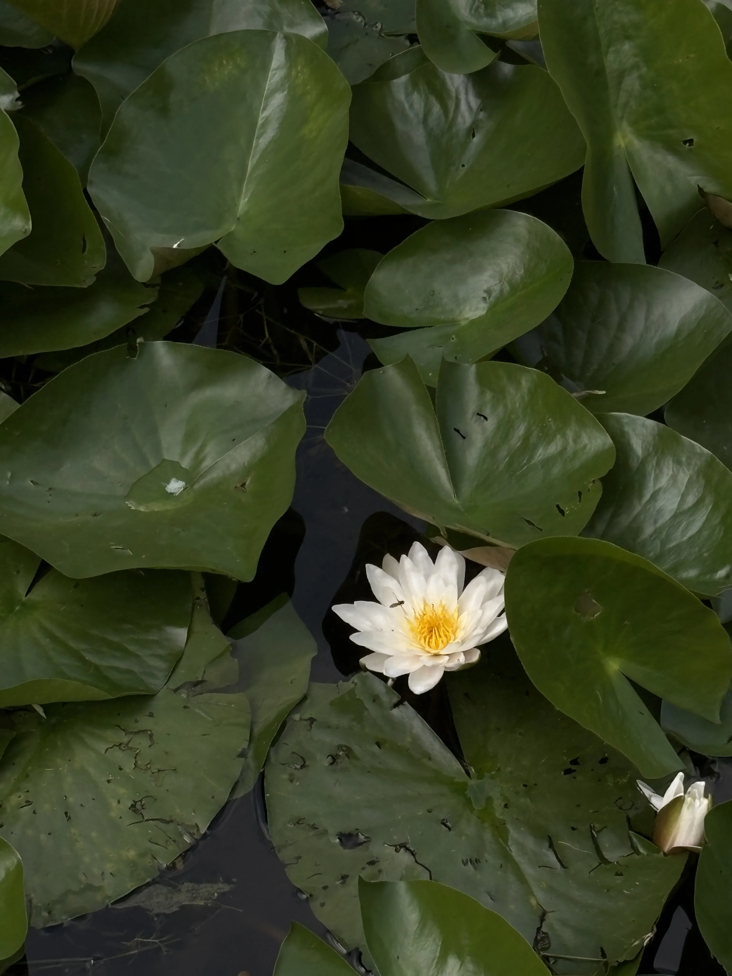 Шепот водяной лилии