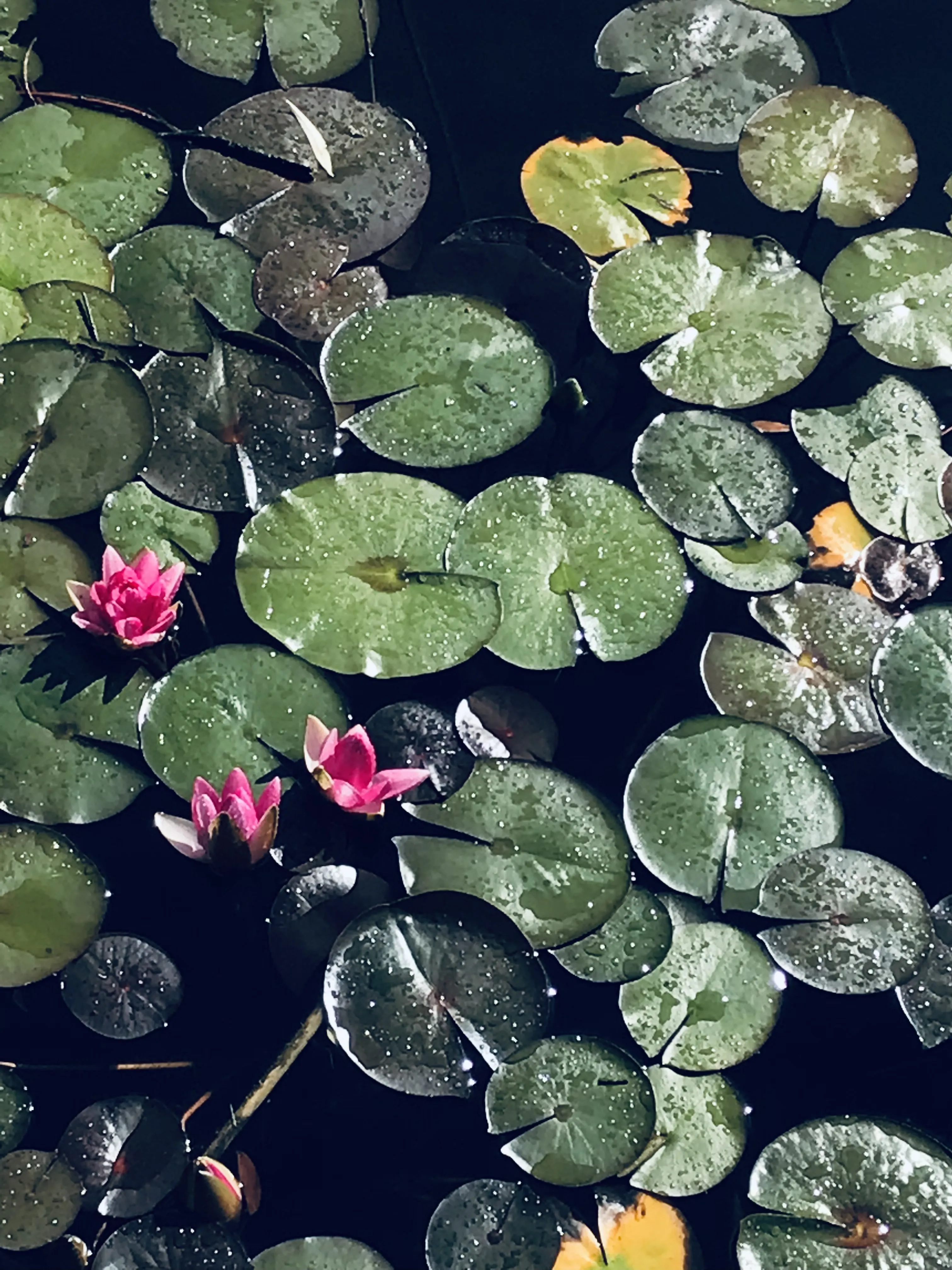 Моне в повседневной жизни