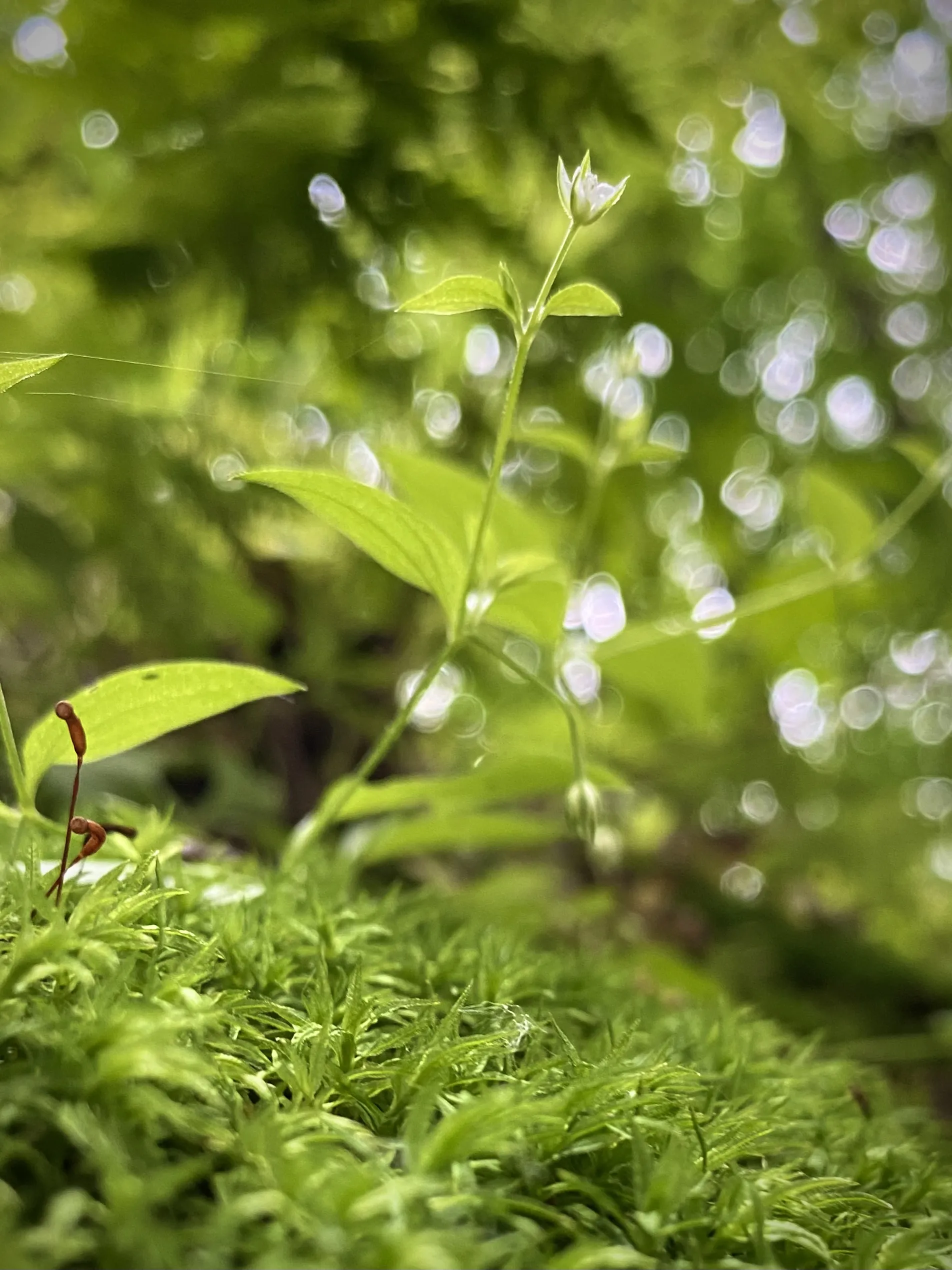 Интермеццо света