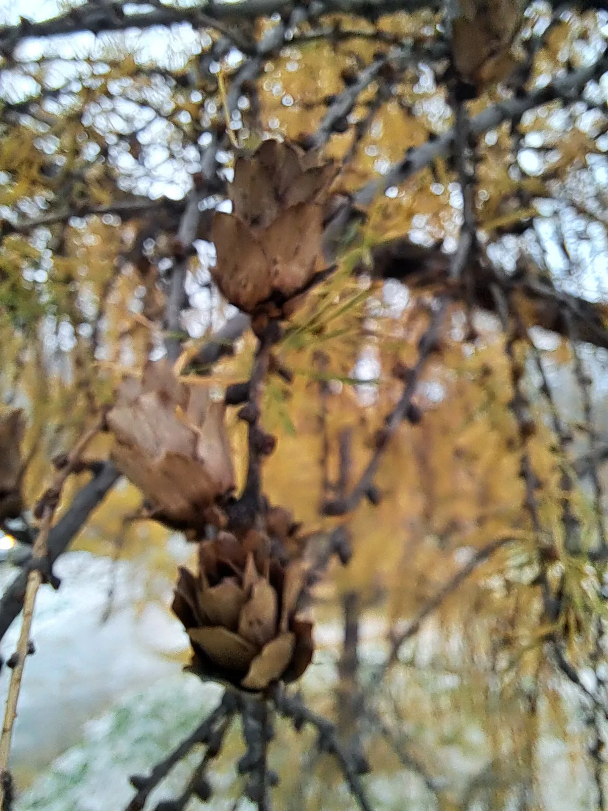 Поздняя осень в Хабаровске