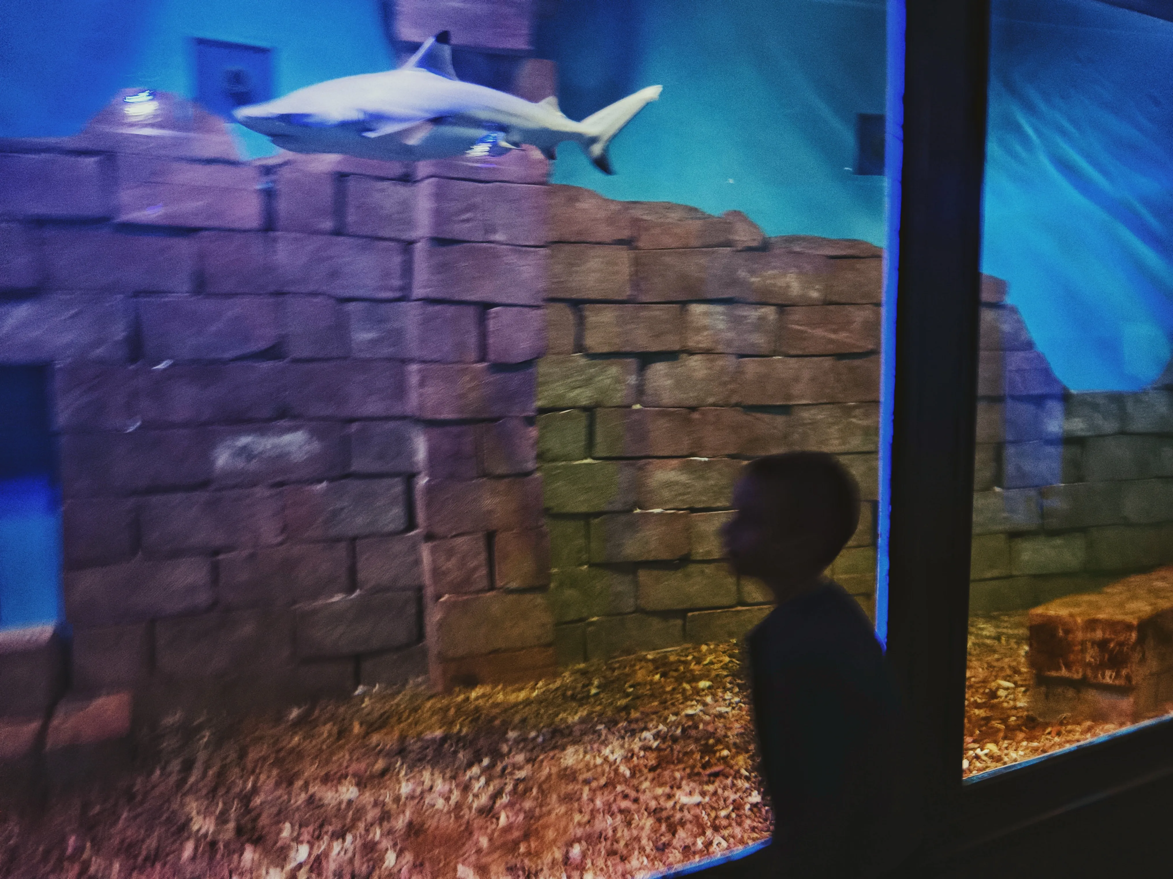 В океанариуме