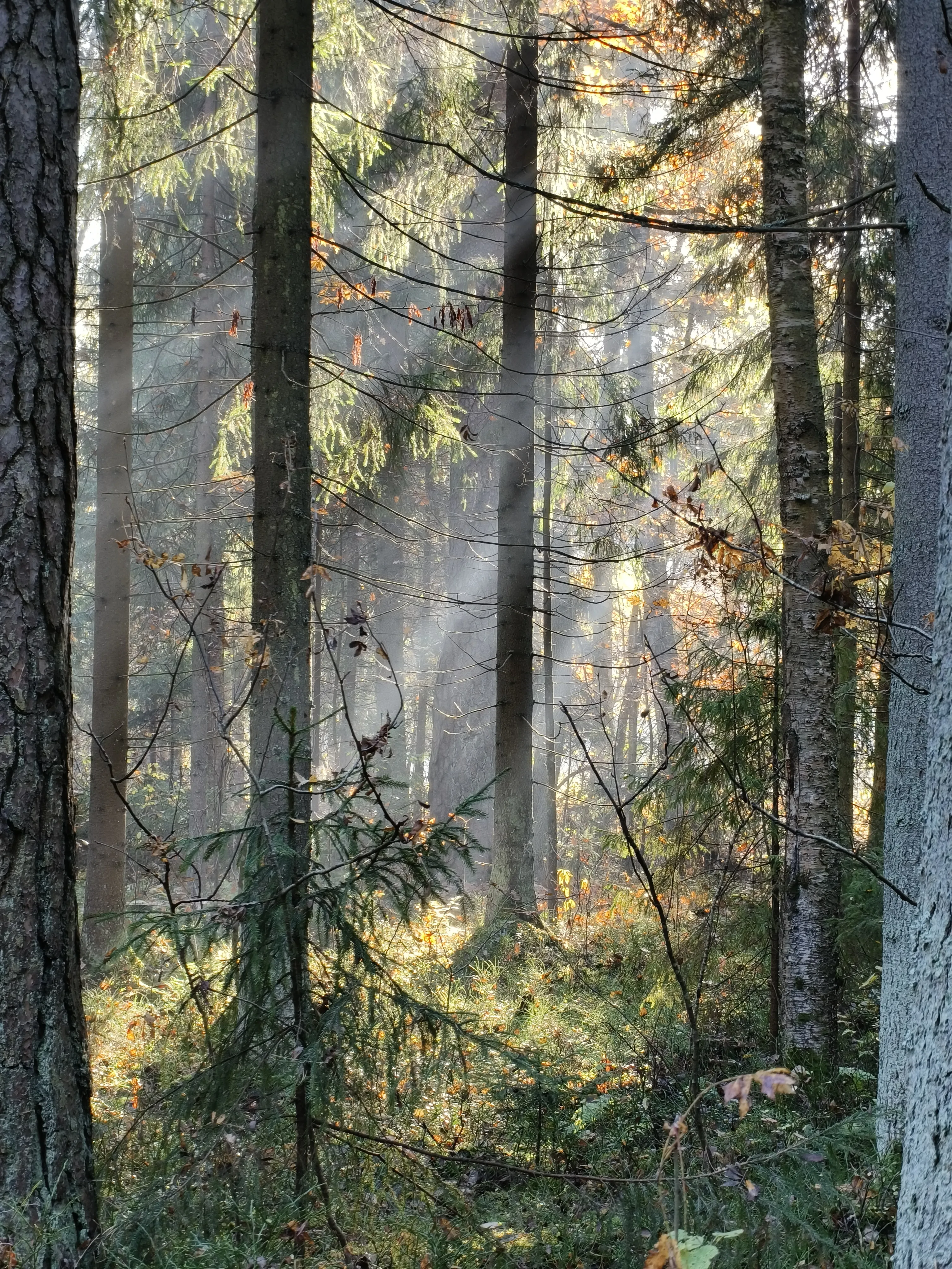 Утреннее волшебство.
