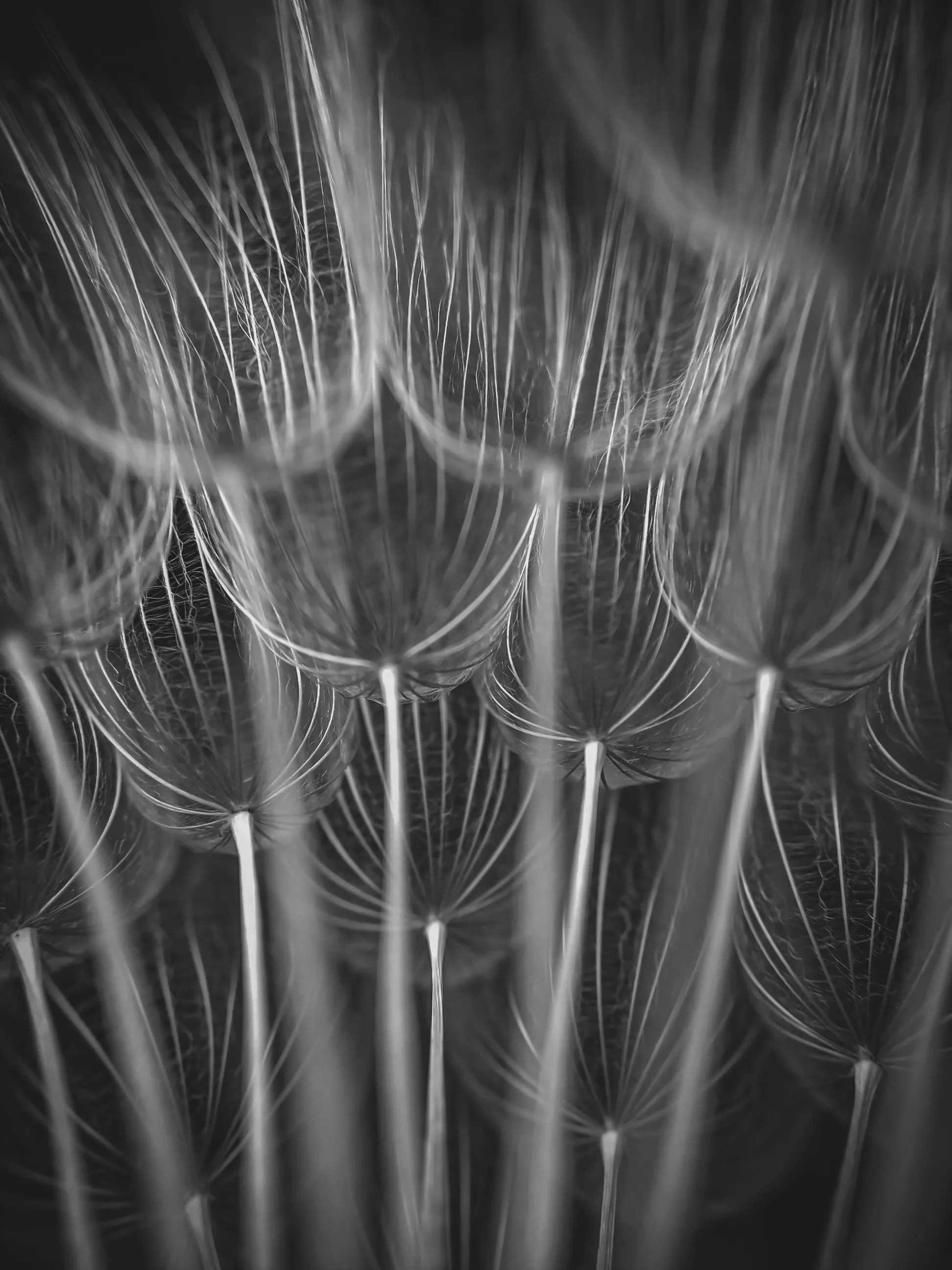 Темный лес одуванчика