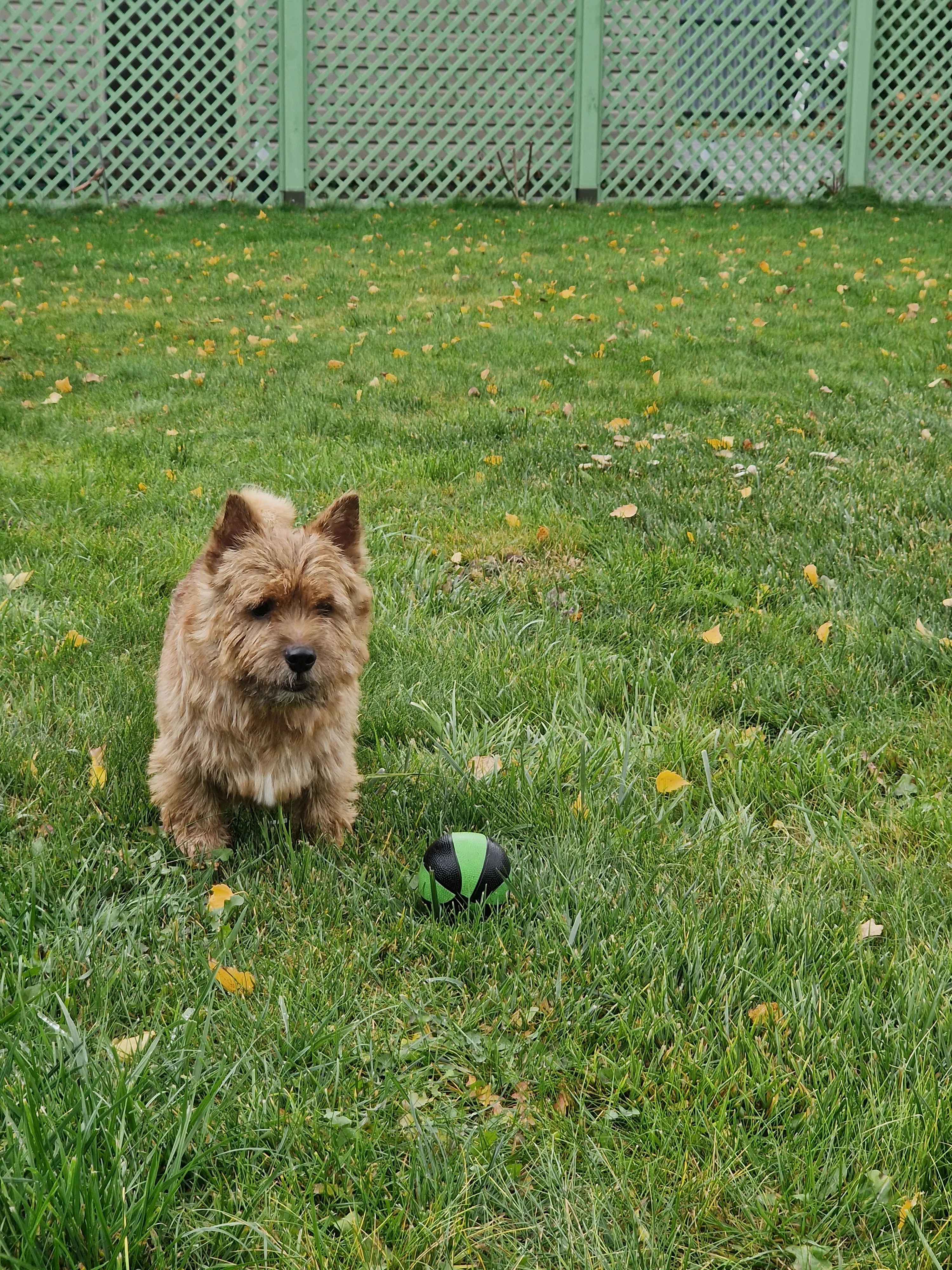 Любимец семьи