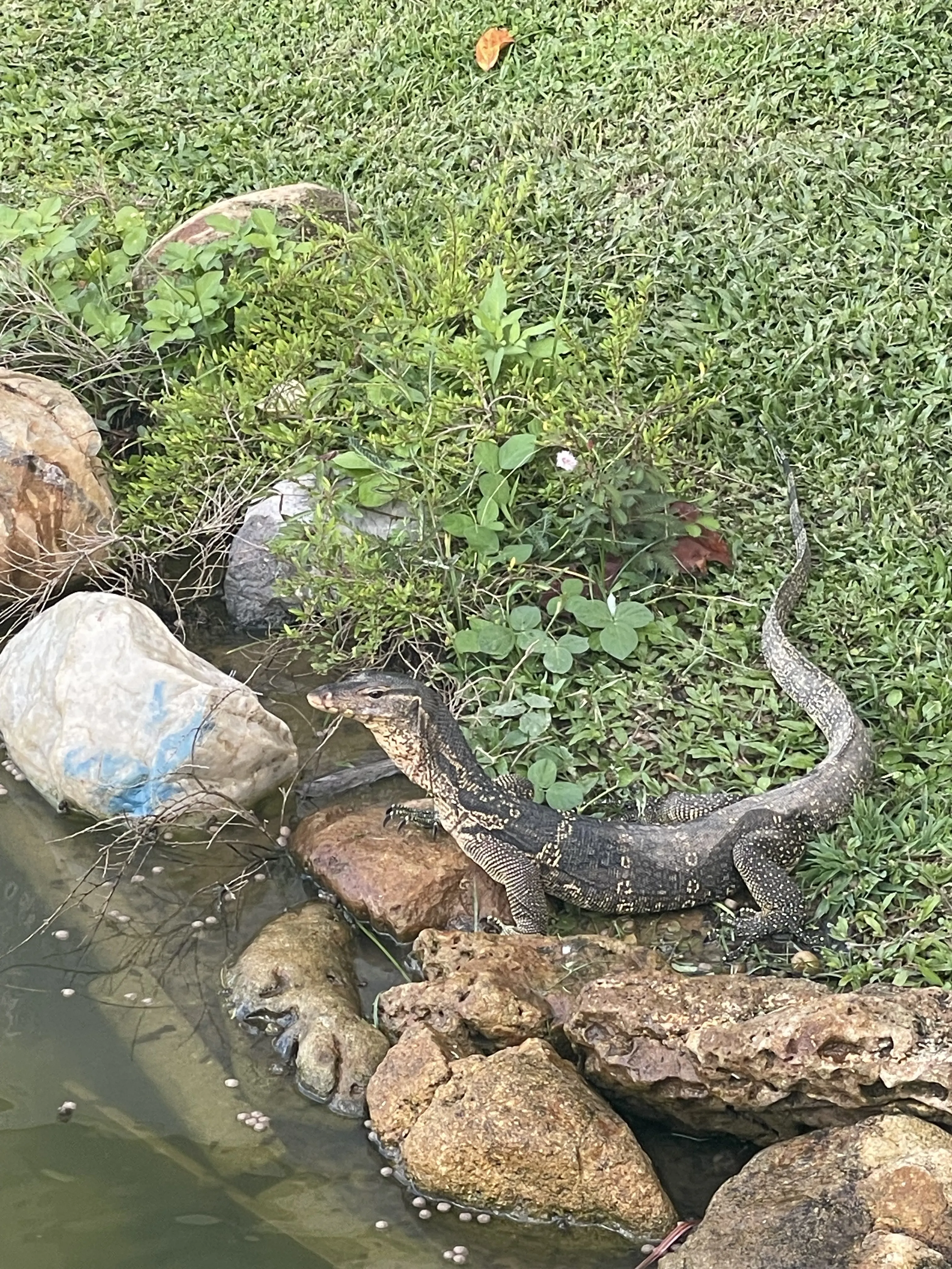 Местный таец