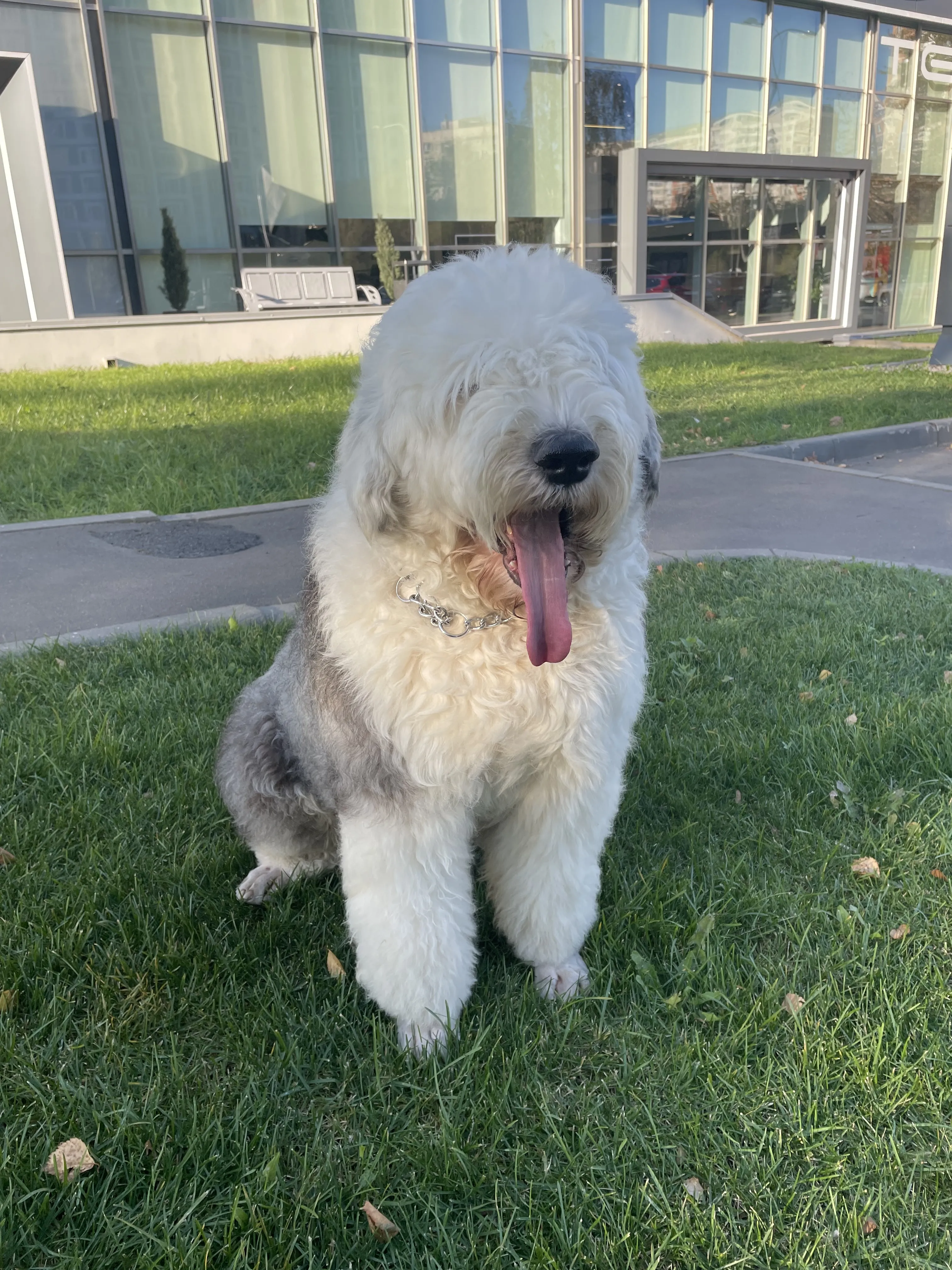 Веселый бобтейл