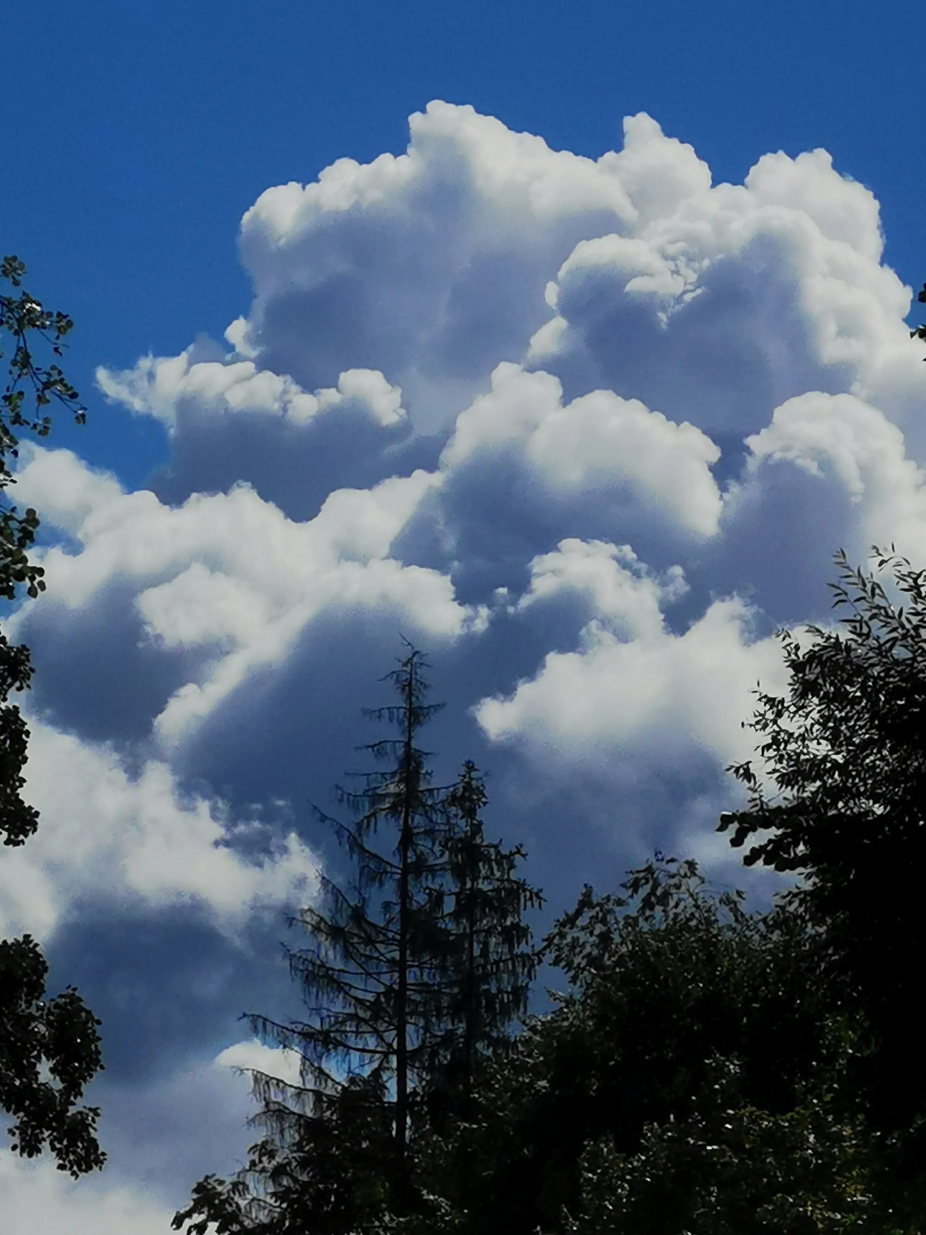 Магия видит