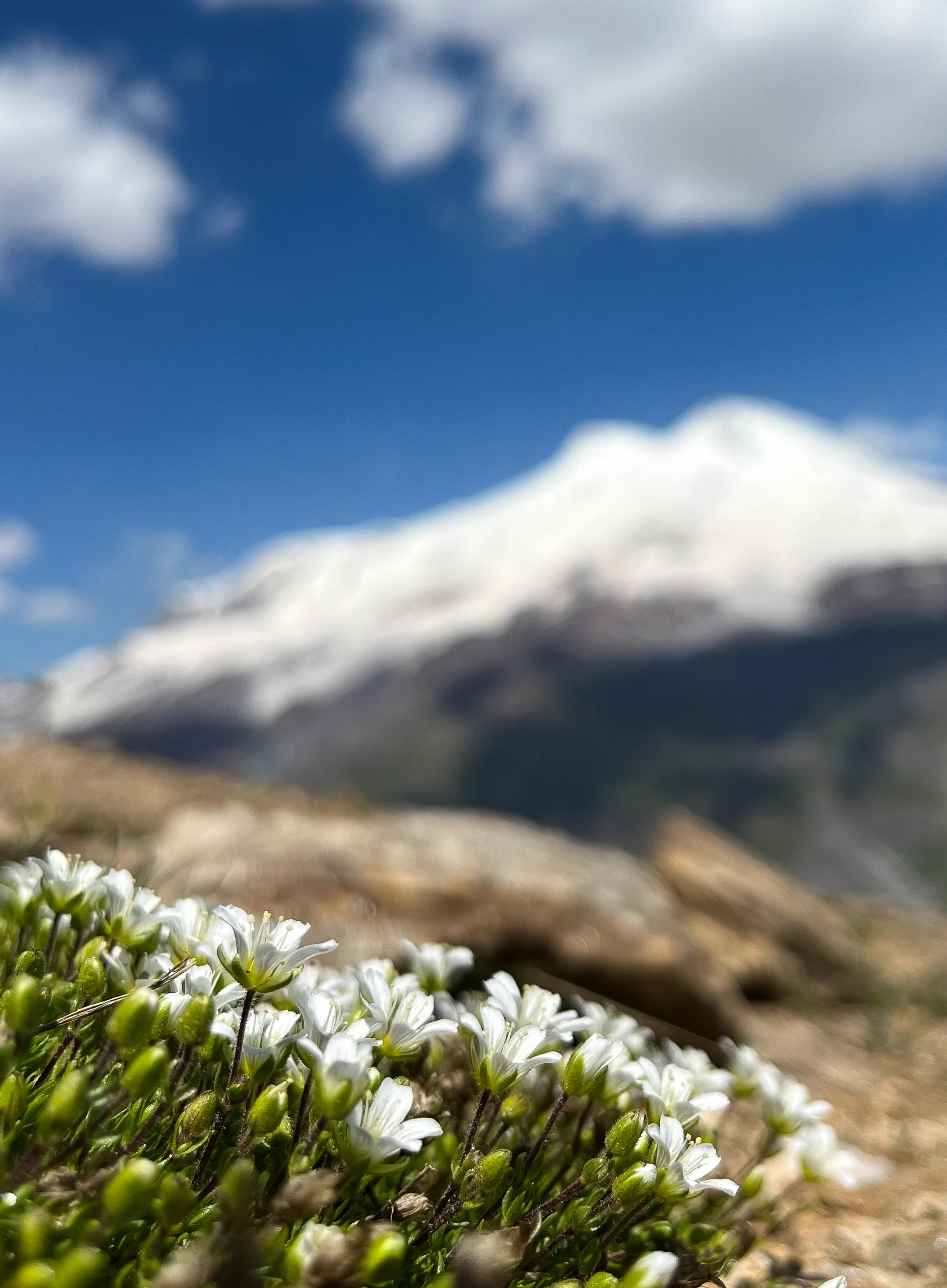 Удивительное соседство со снежным Эльбрусом