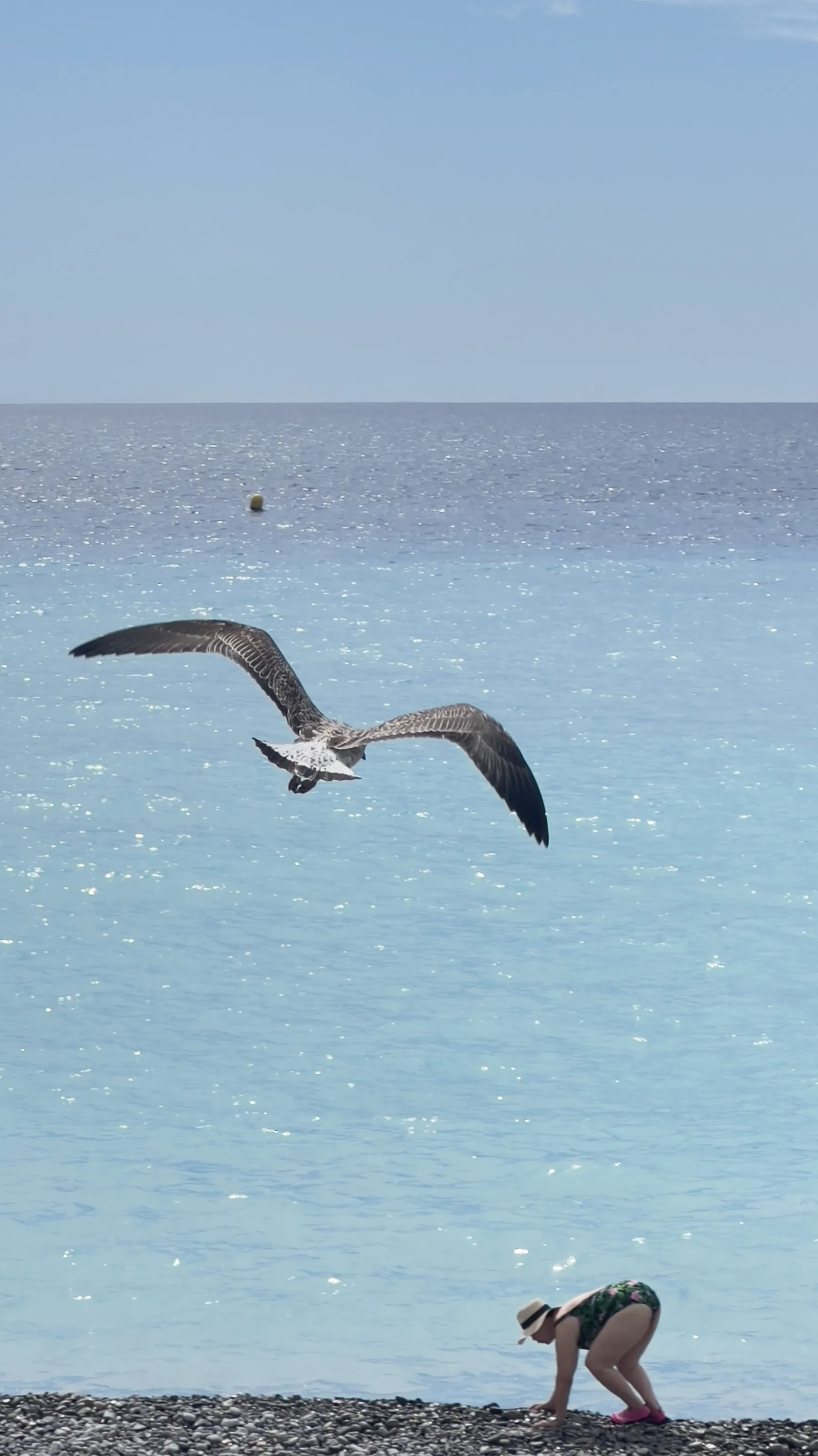 Чайка на пути к цели